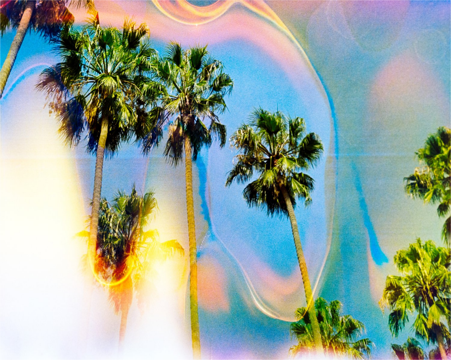 Palm Dreams