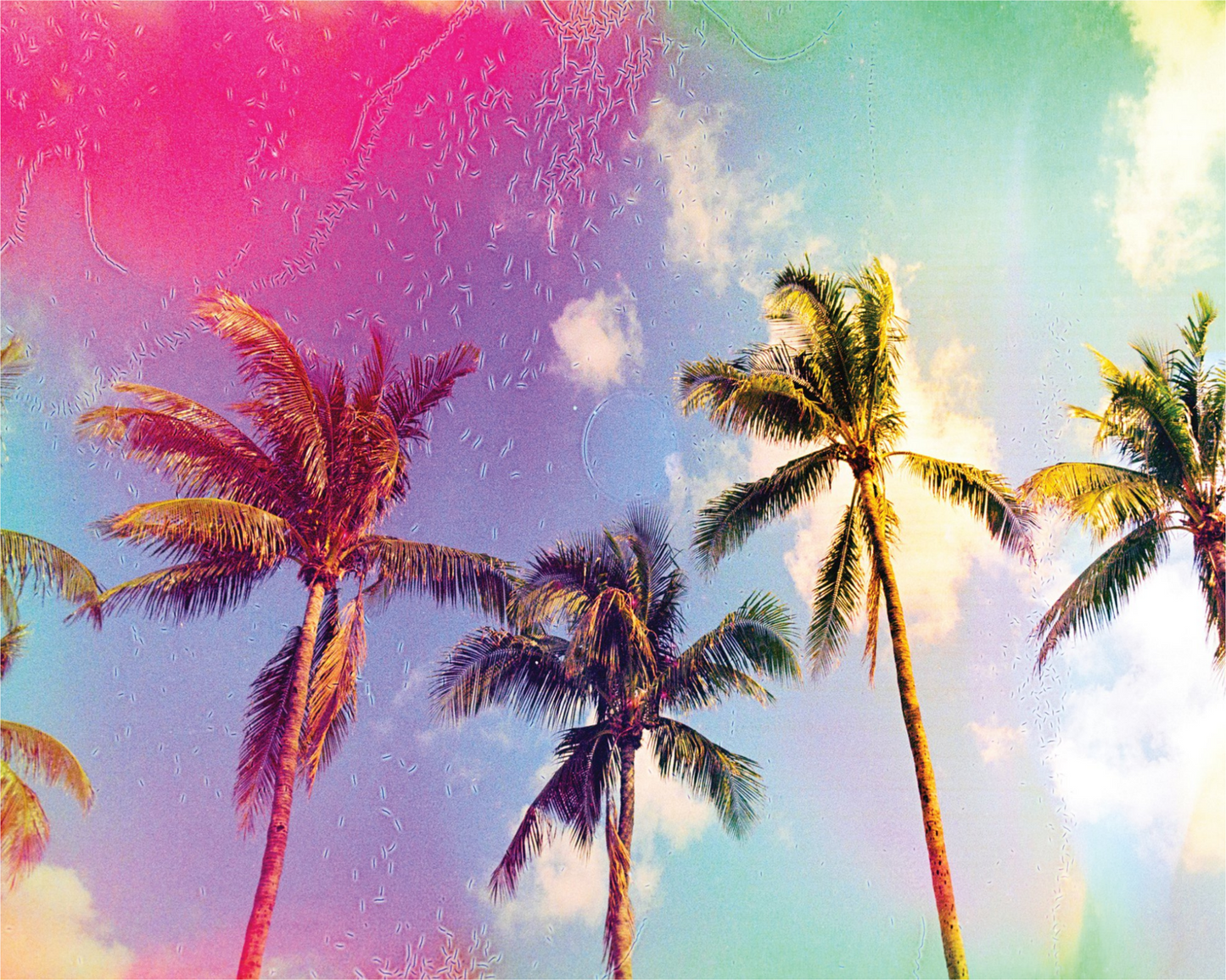 Palms in the Breeze