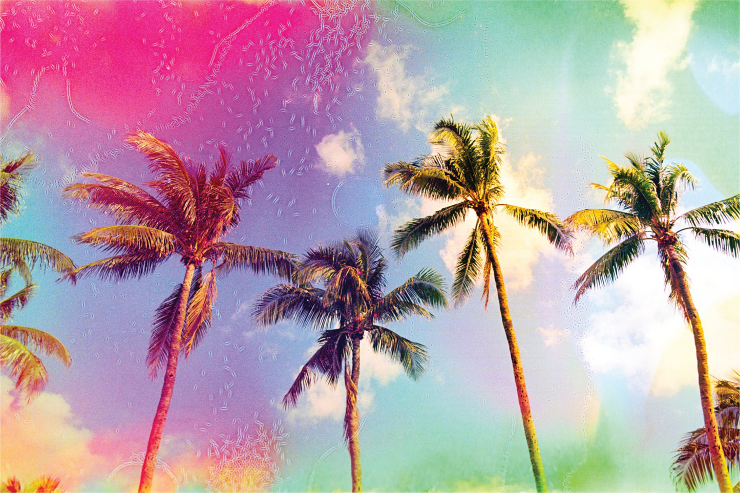 Palms in the Breeze