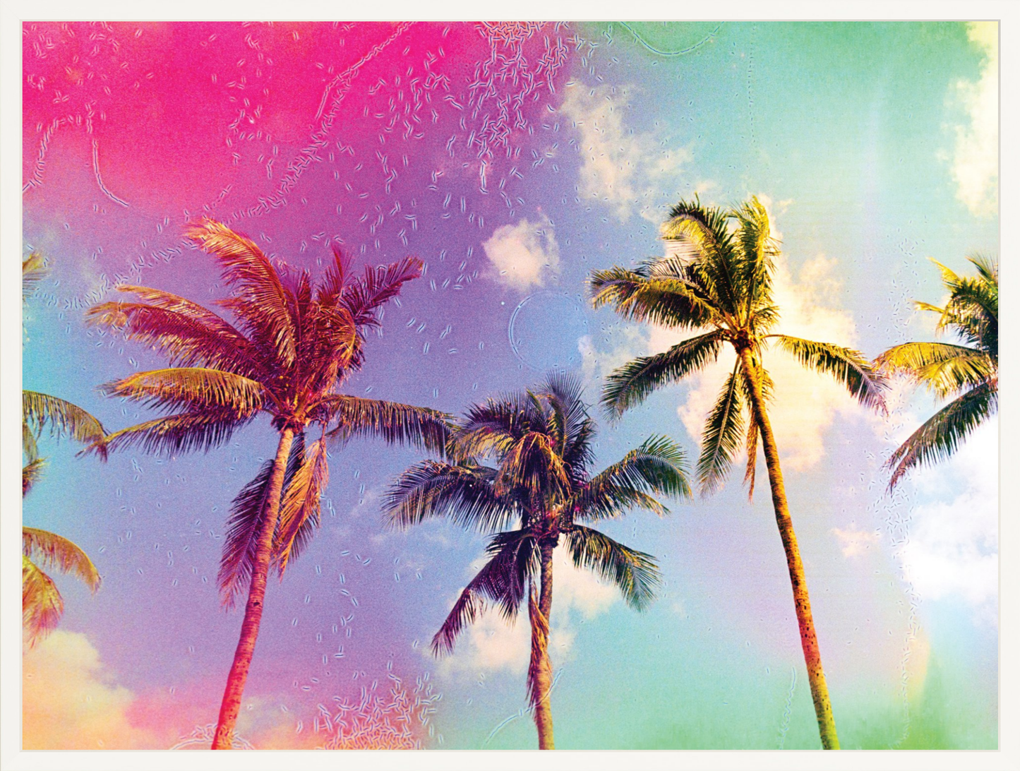 Palms in the Breeze