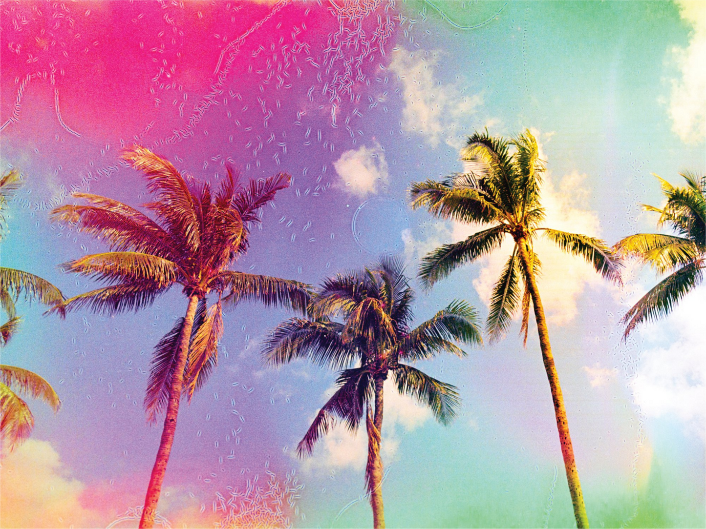 Palms in the Breeze