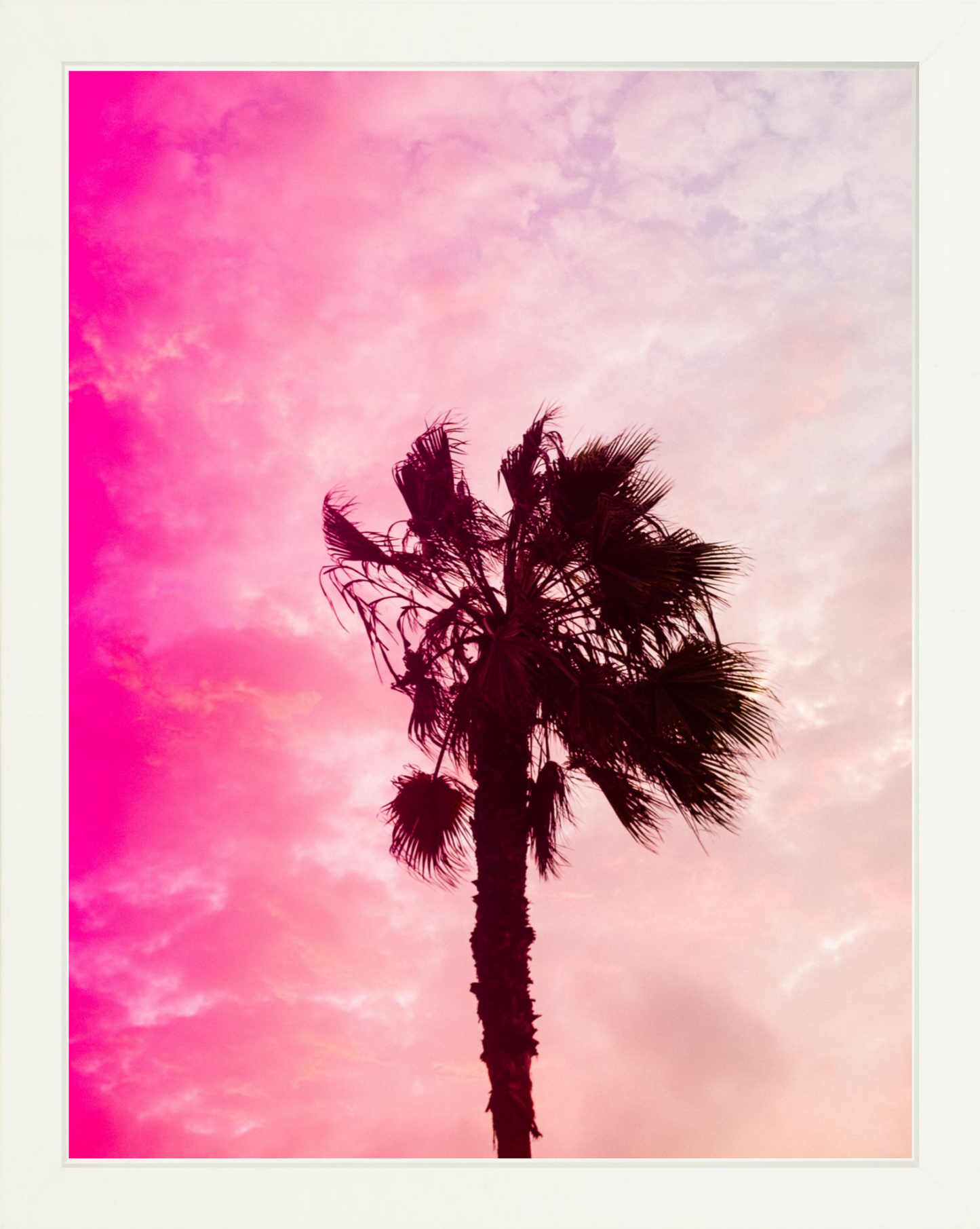 Pink Palm