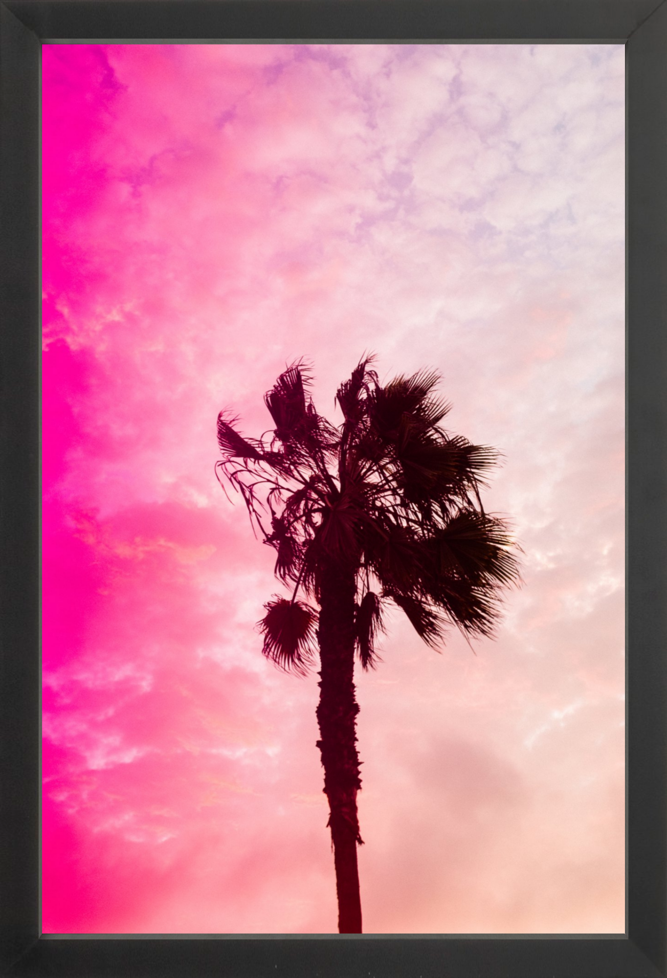 Pink Palm