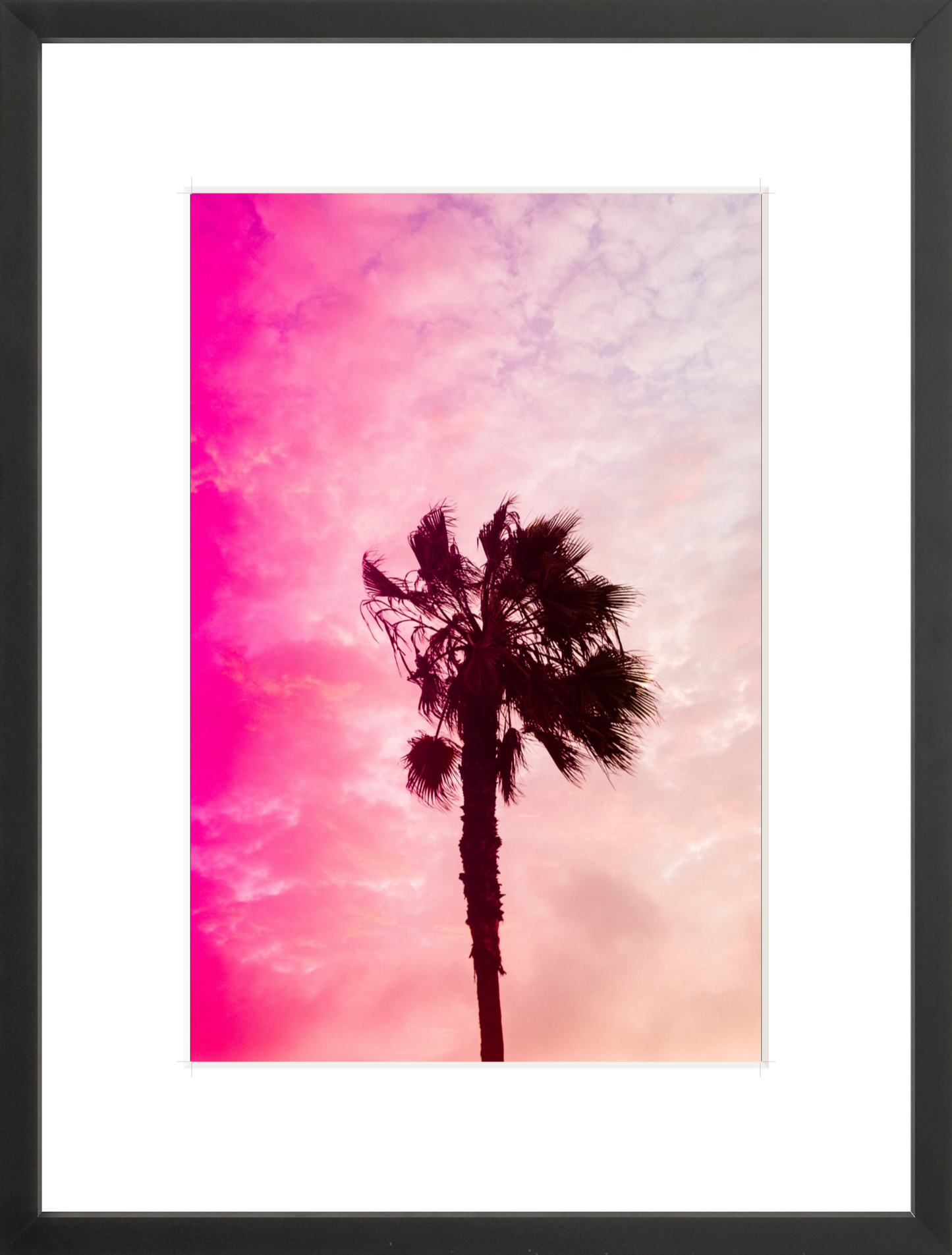 Pink Palm