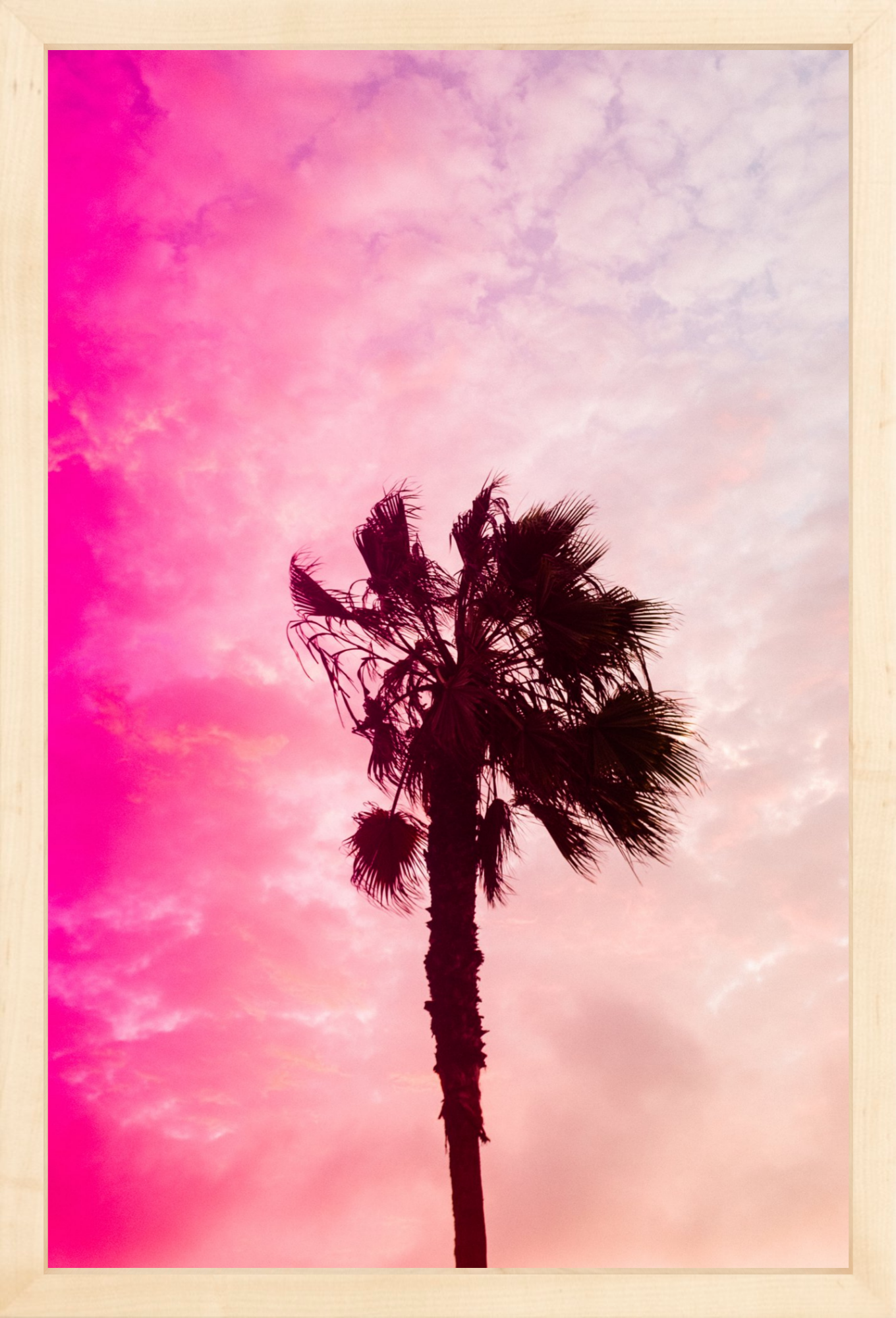 Pink Palm