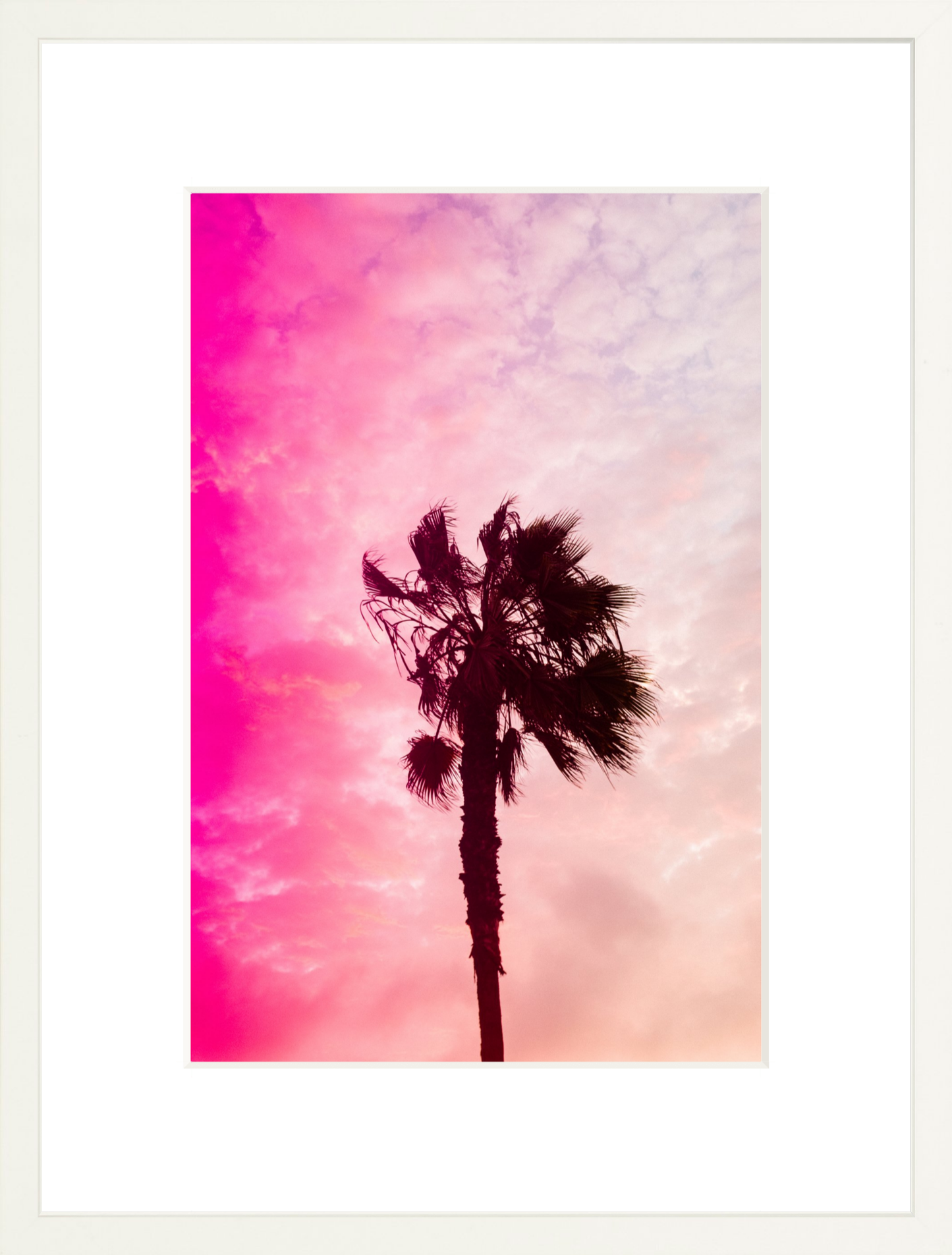 Pink Palm