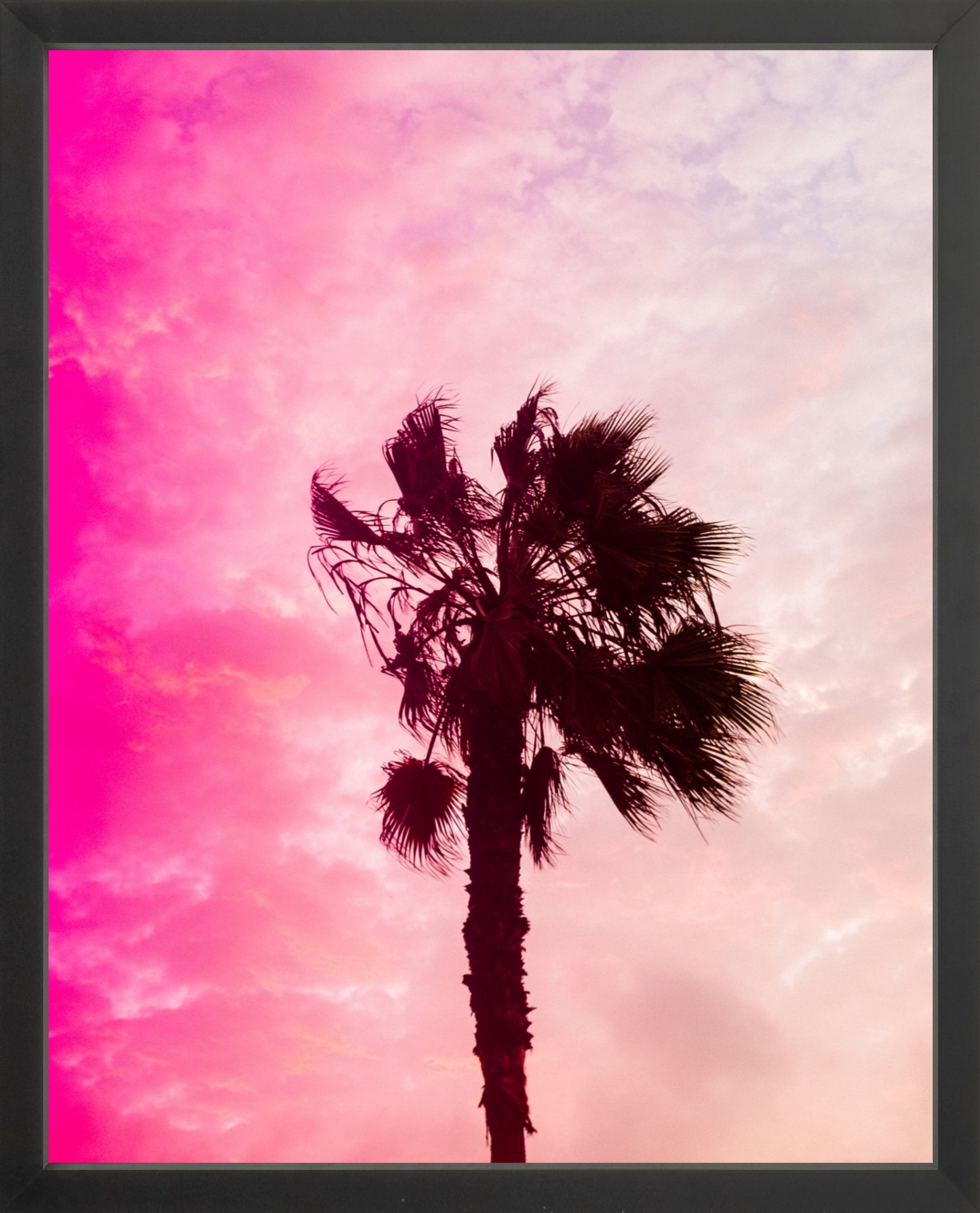 Pink Palm