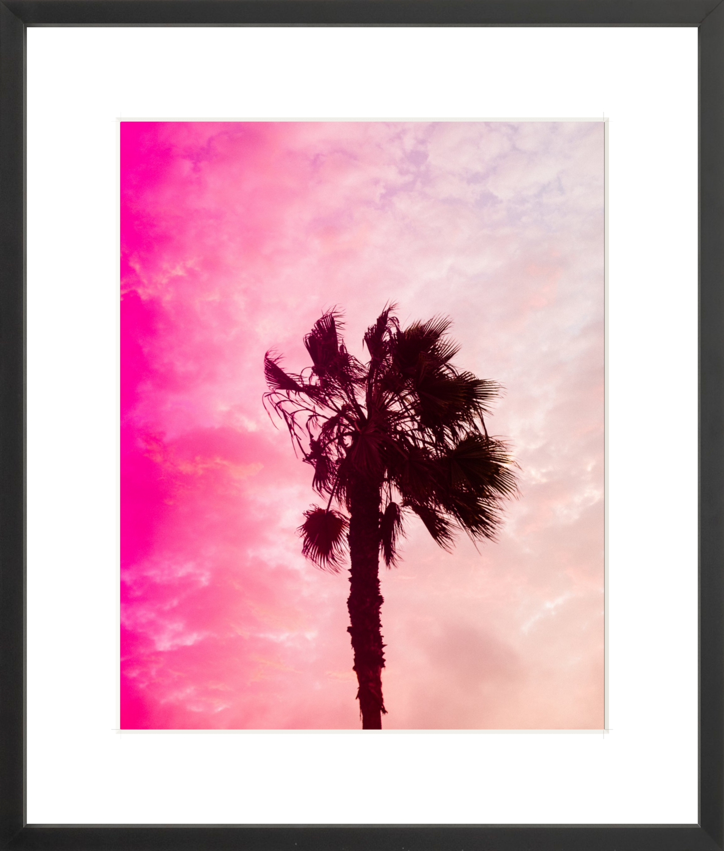 Pink Palm