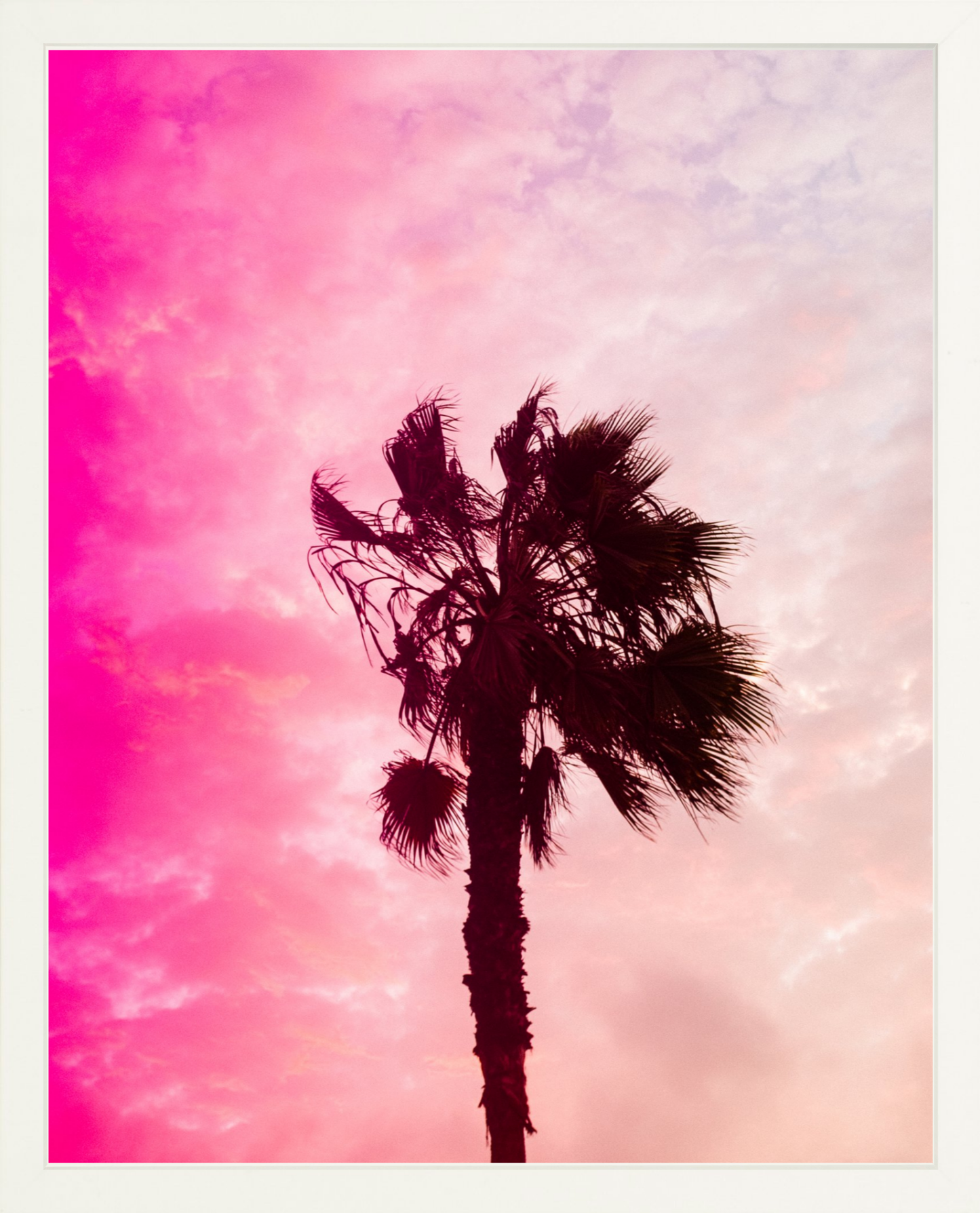 Pink Palm