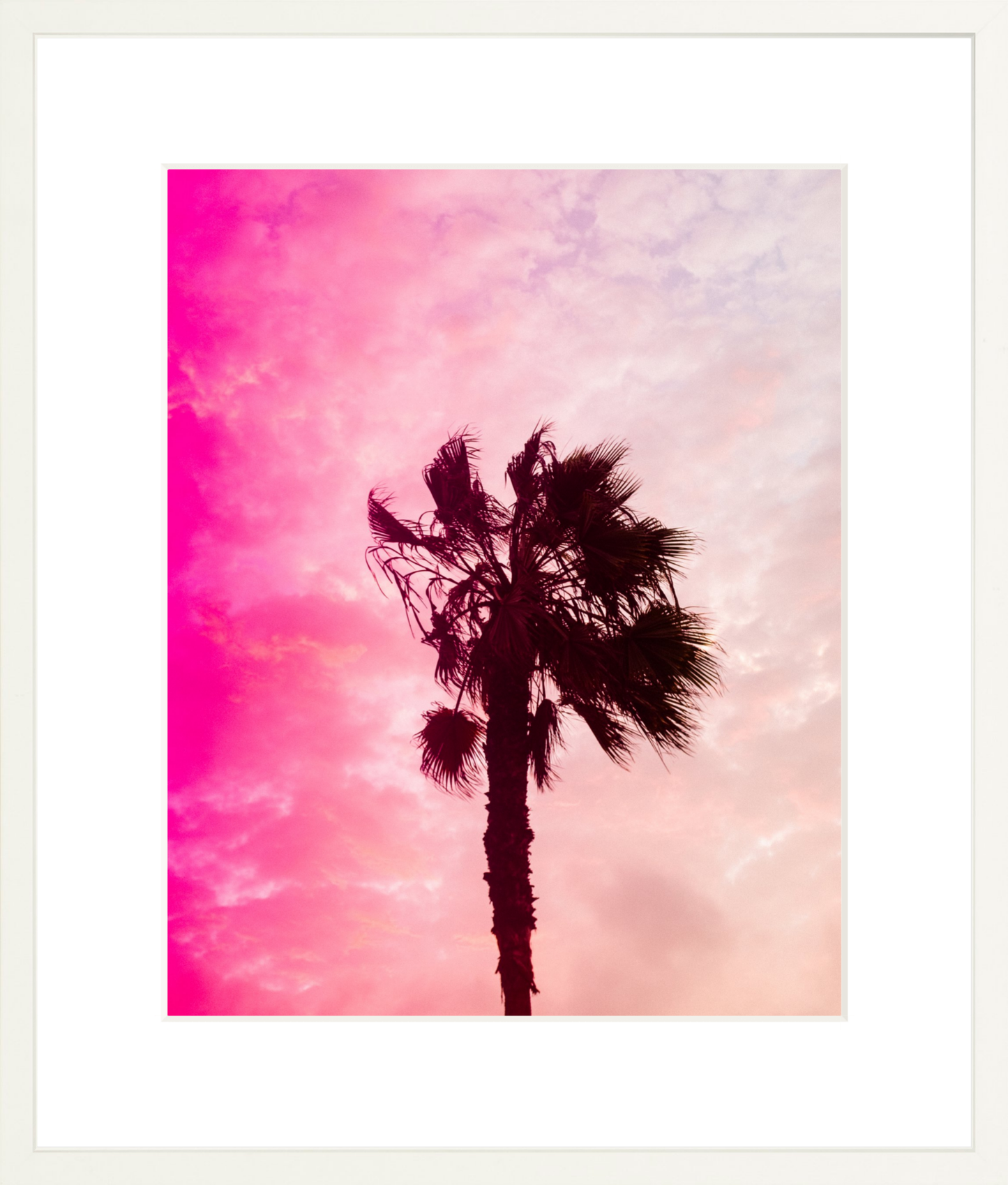 Pink Palm