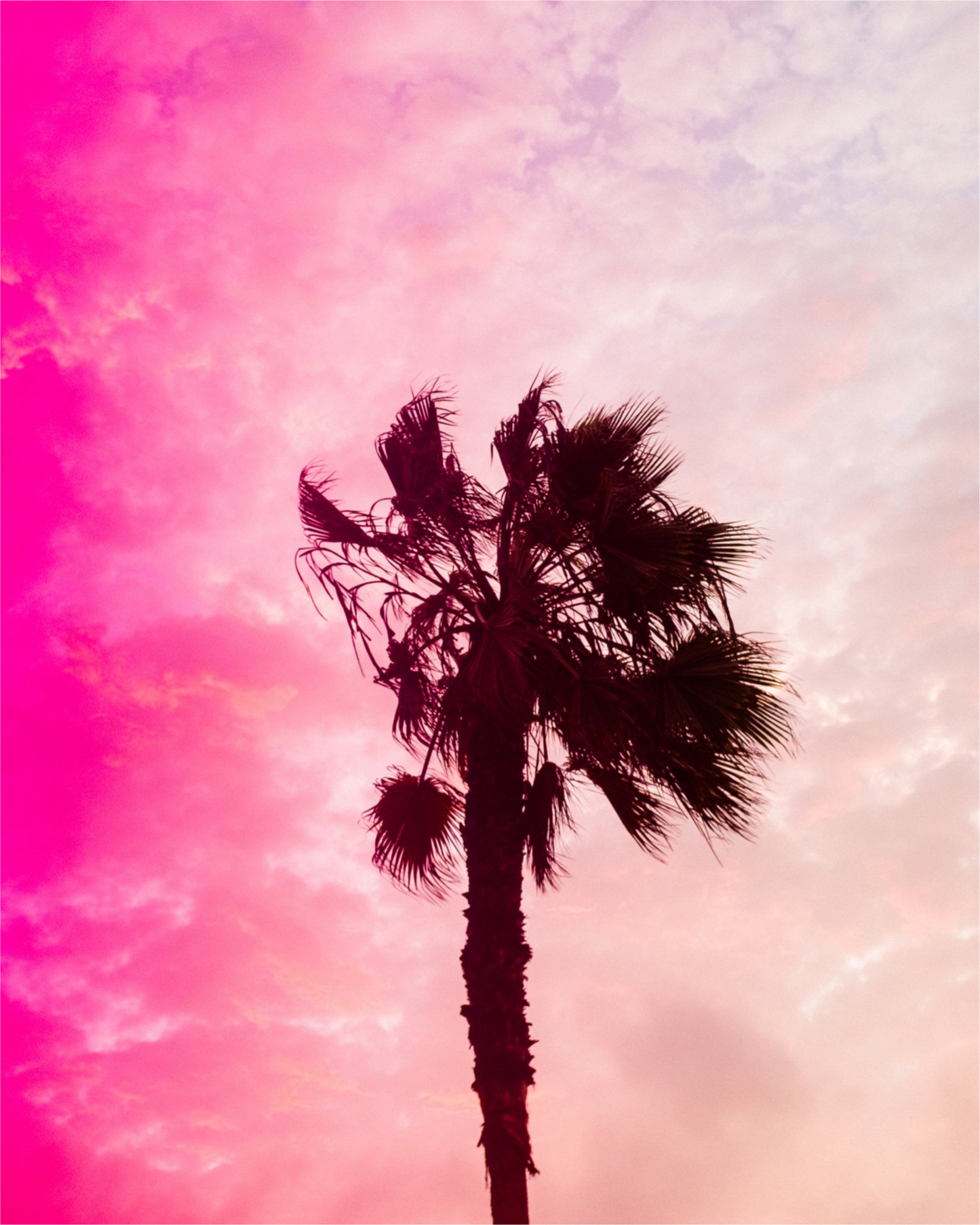 Pink Palm