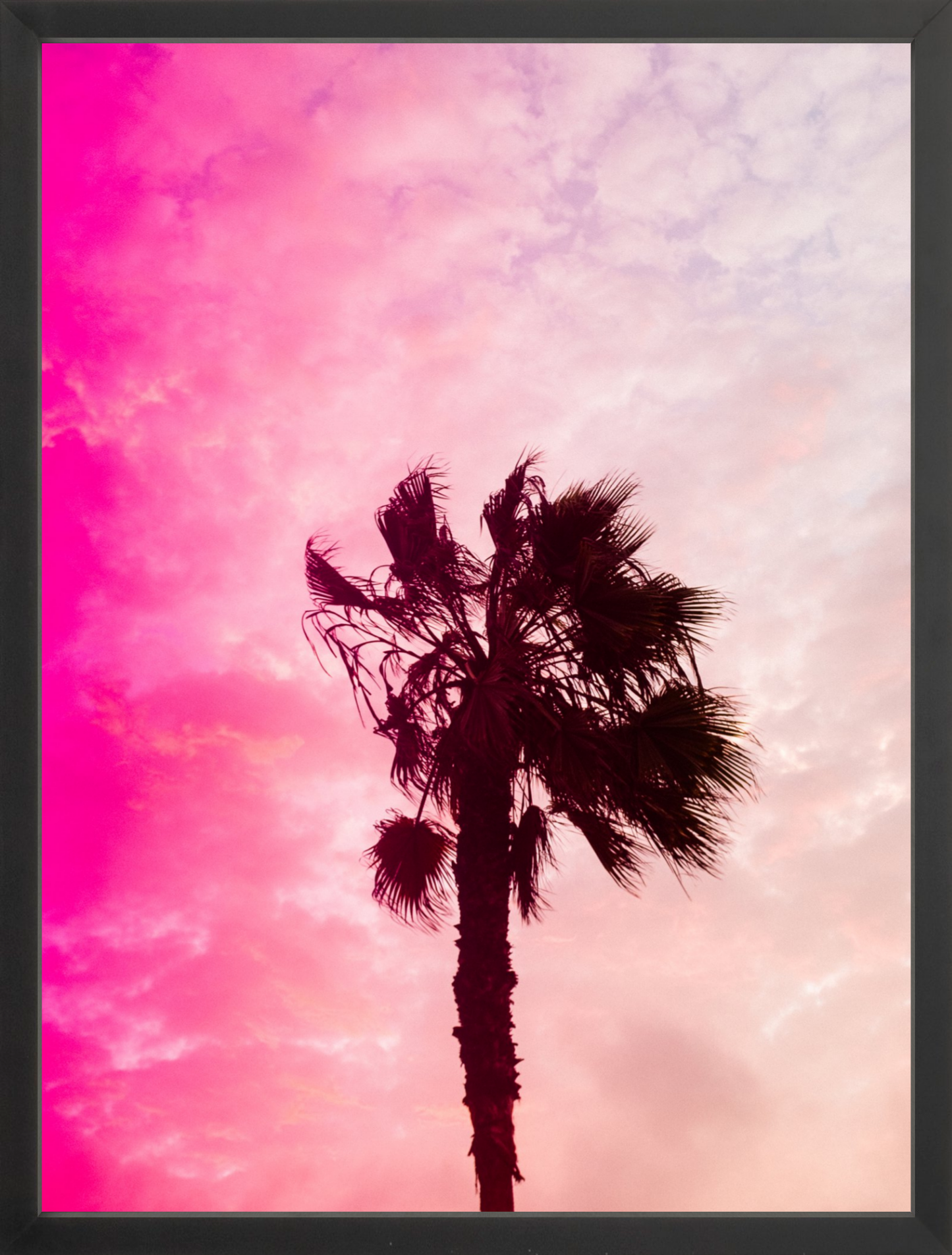 Pink Palm