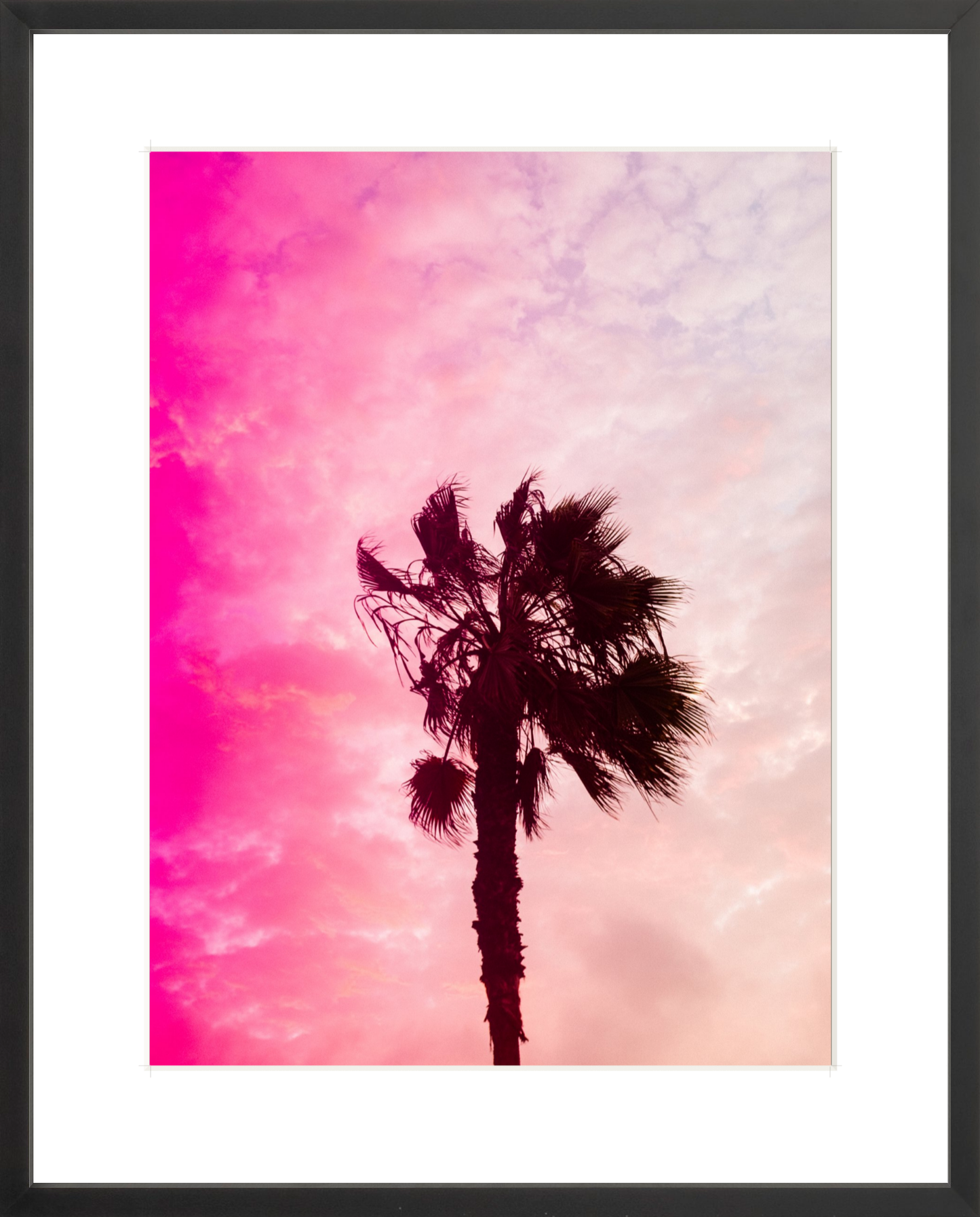 Pink Palm