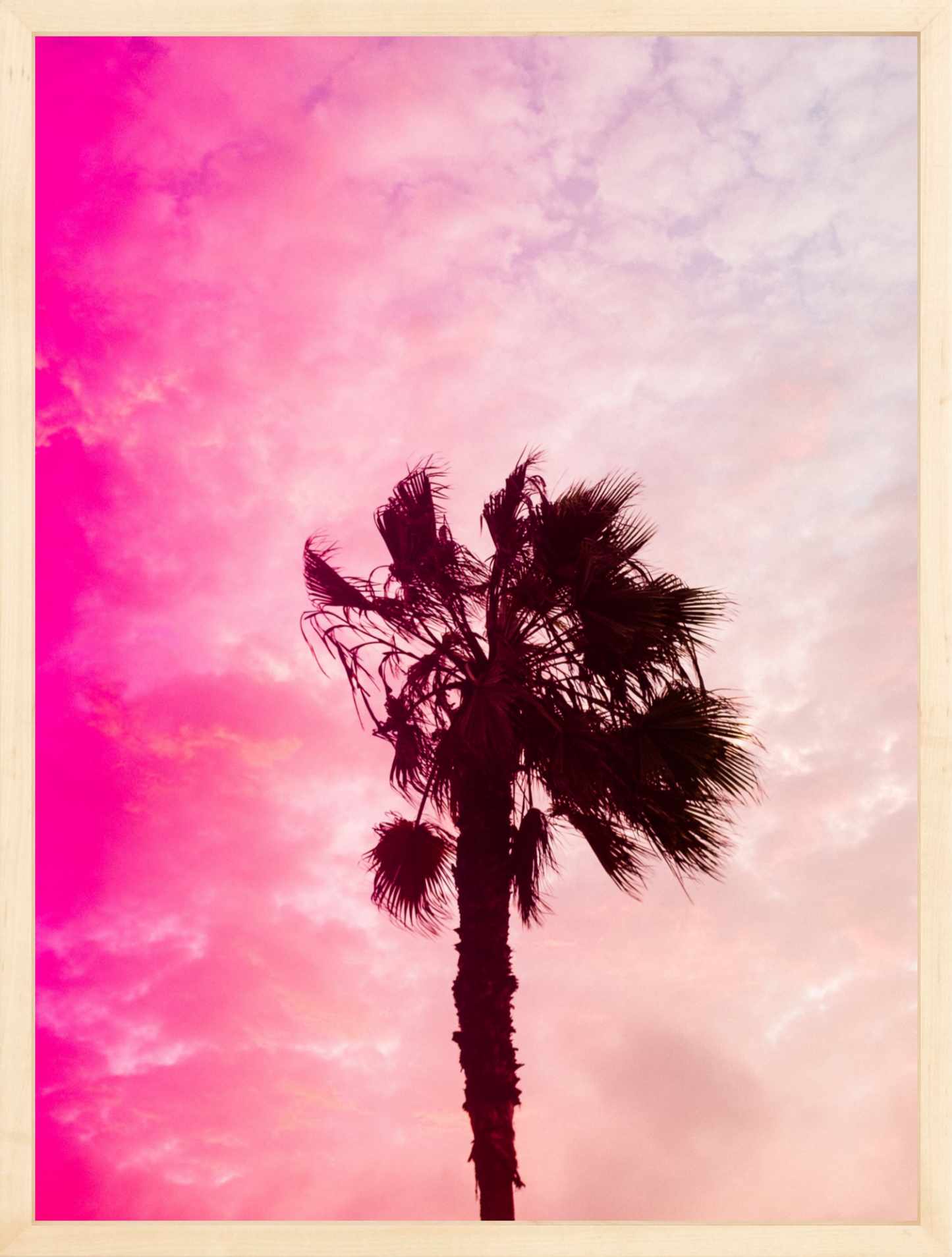 Pink Palm