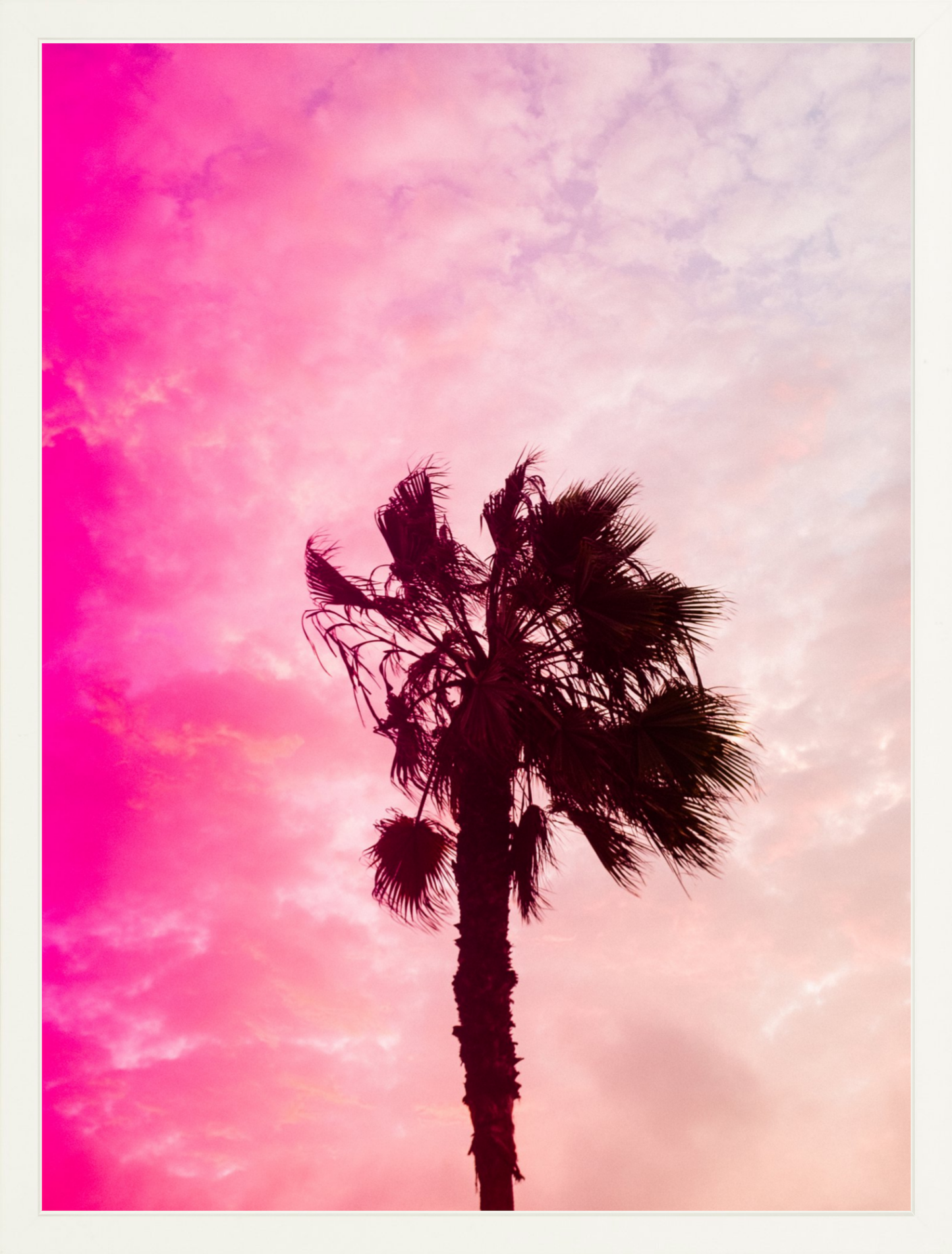 Pink Palm