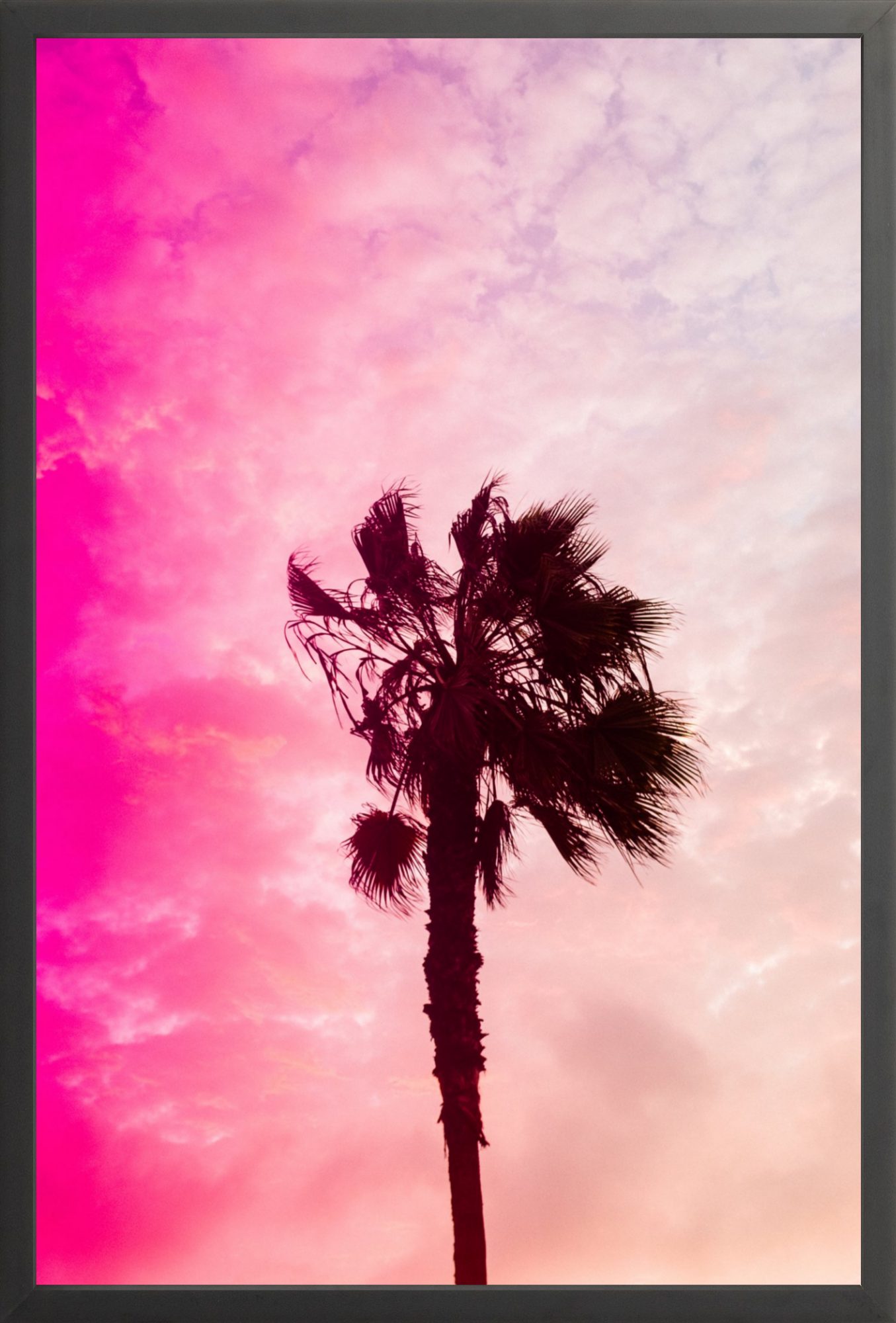 Pink Palm