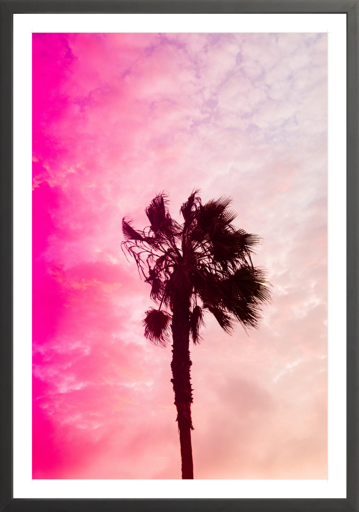 Pink Palm