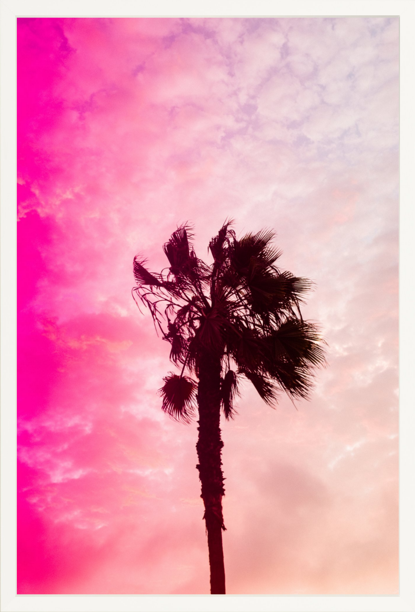 Pink Palm