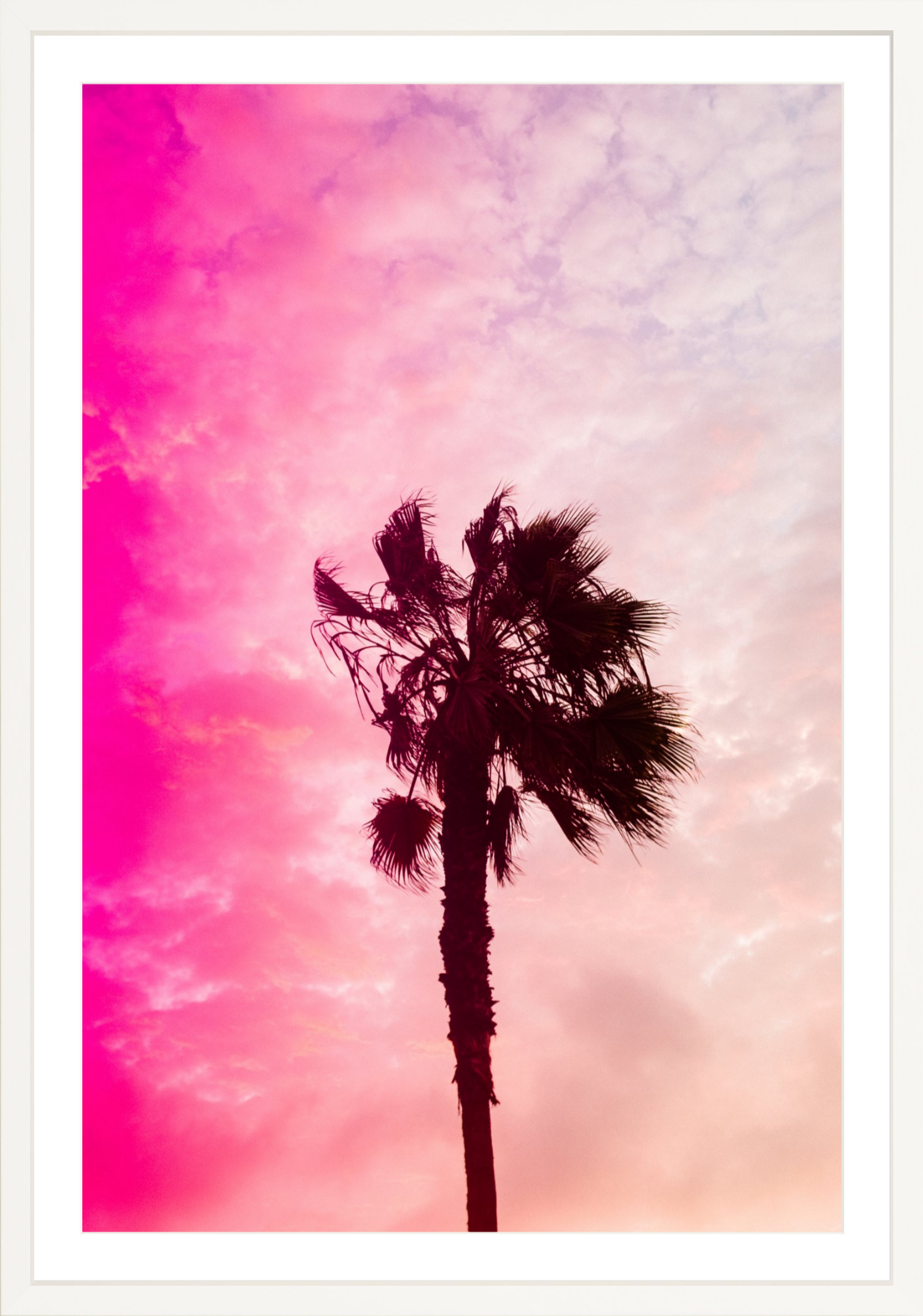 Pink Palm