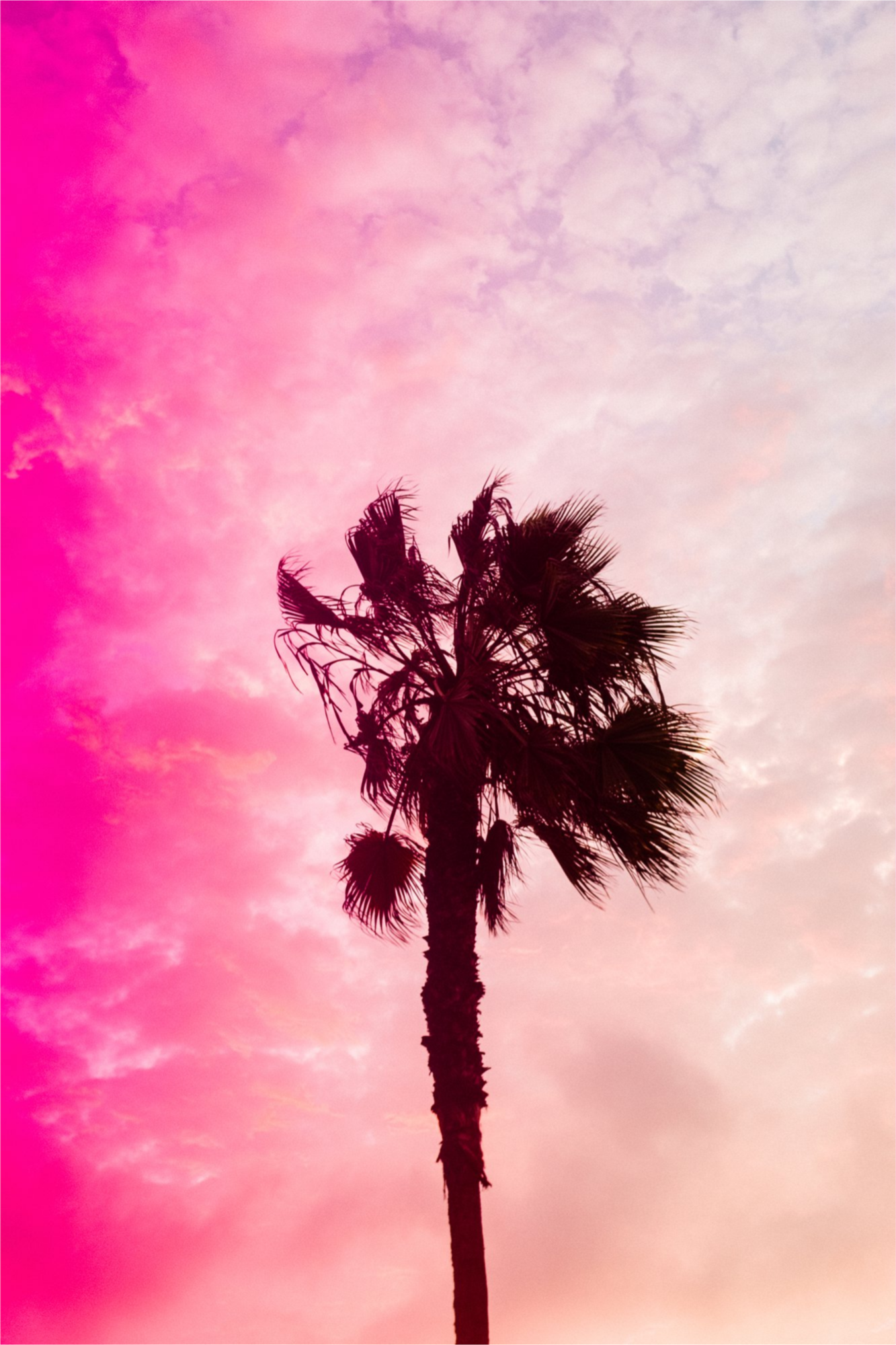 Pink Palm