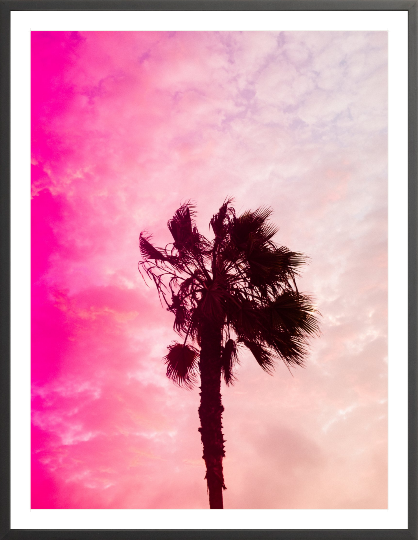 Pink Palm