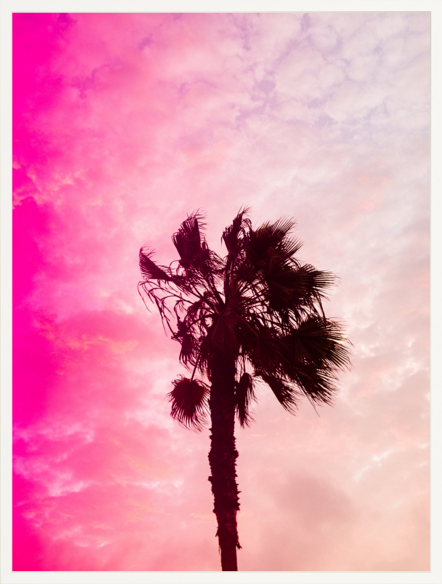 Pink Palm