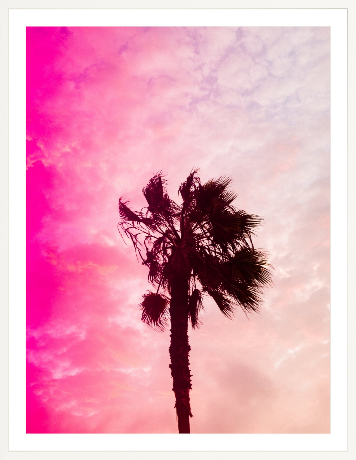 Pink Palm