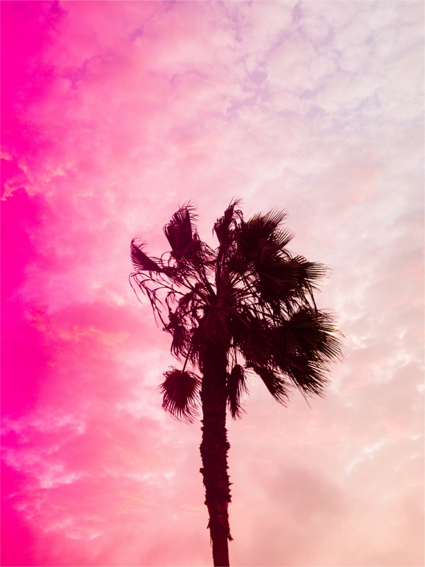 Pink Palm