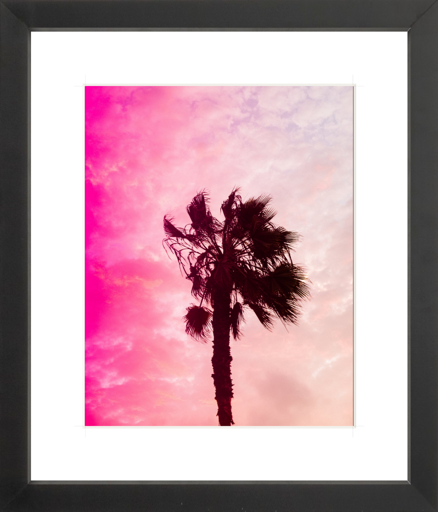 Pink Palm