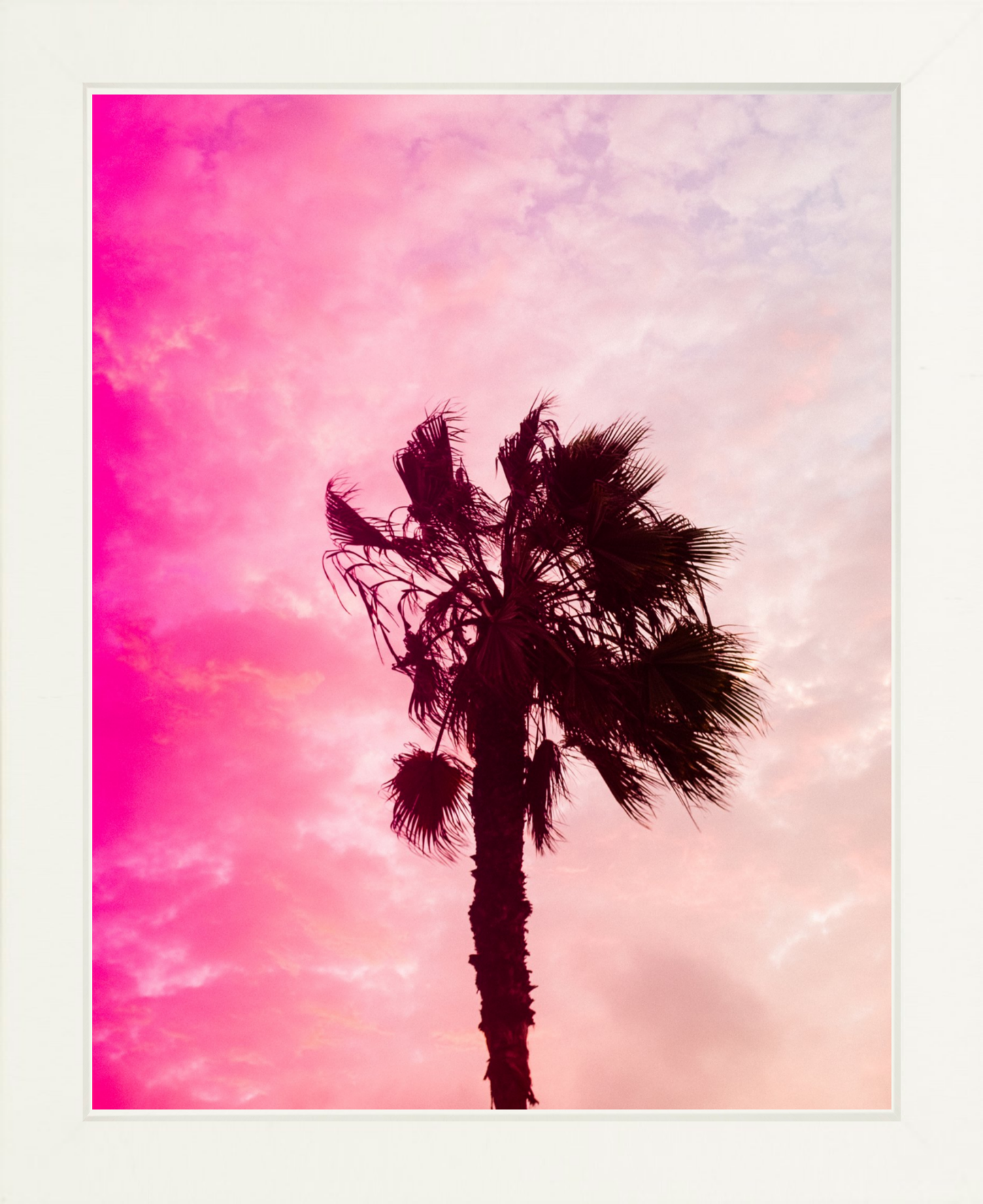 Pink Palm