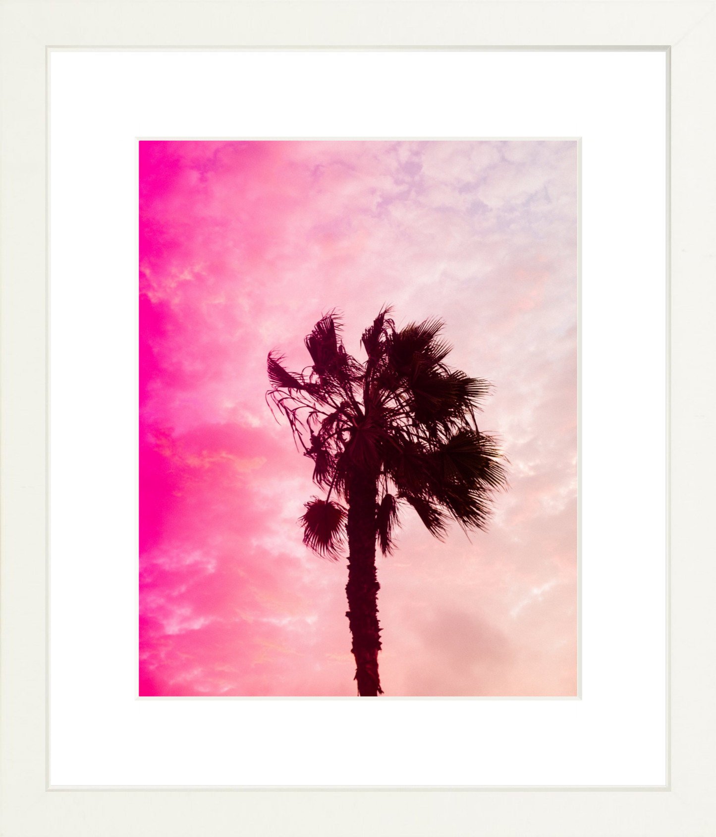 Pink Palm