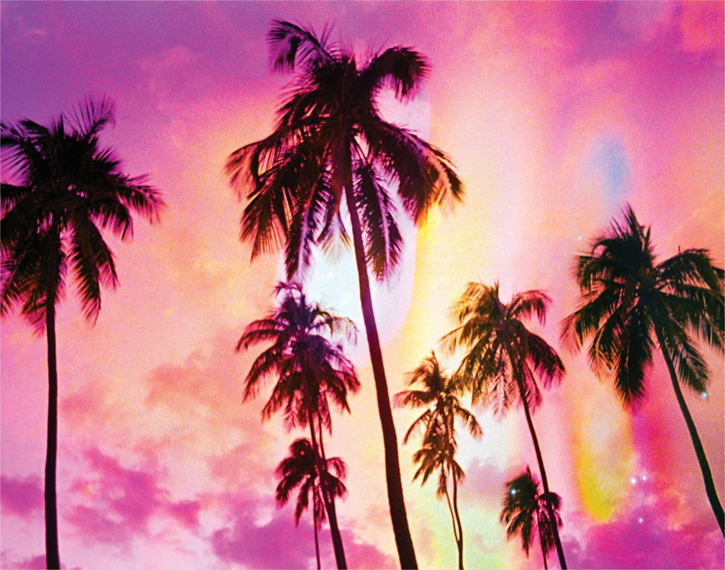 Pink Palm Dreams