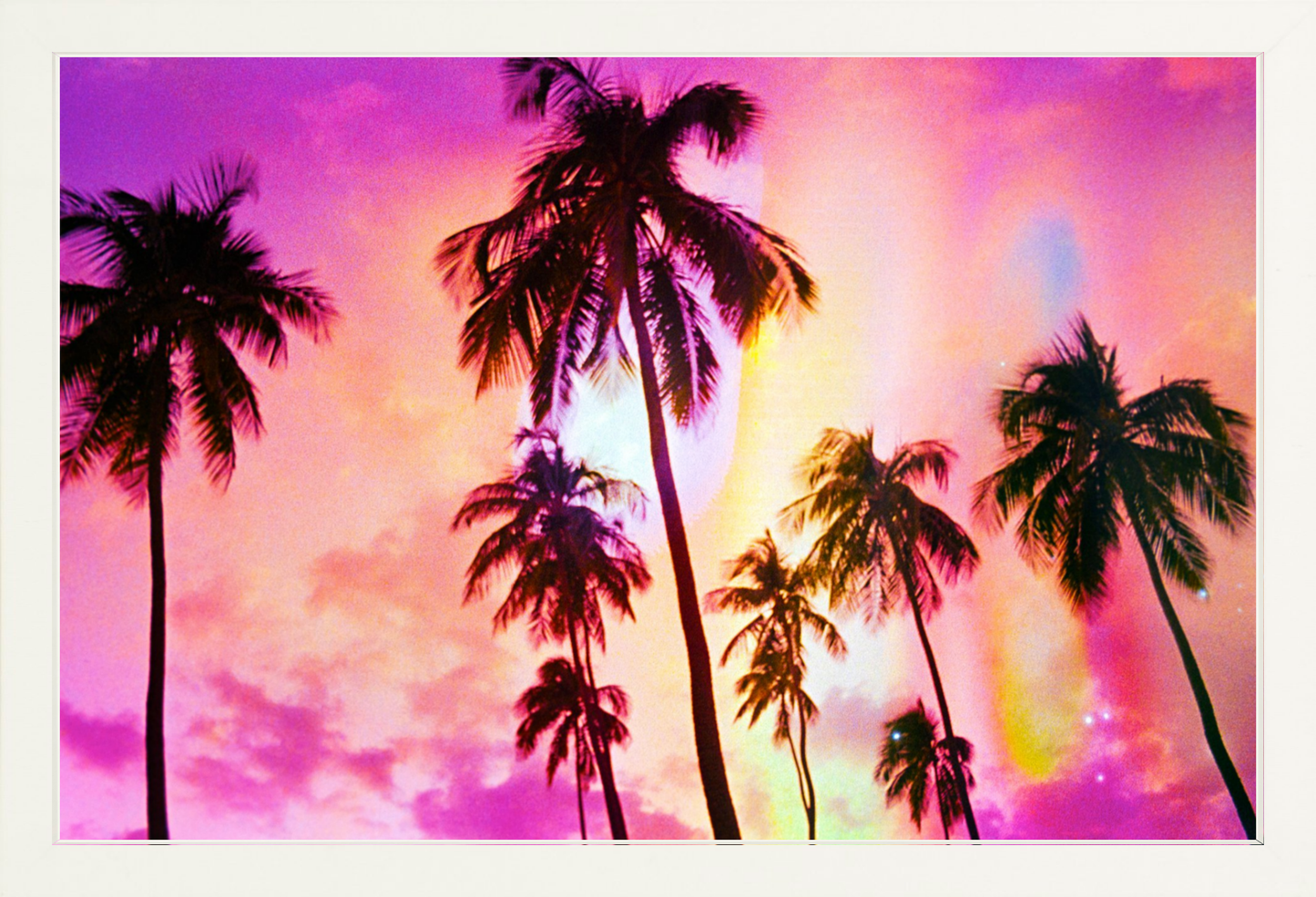 Pink Palm Dreams