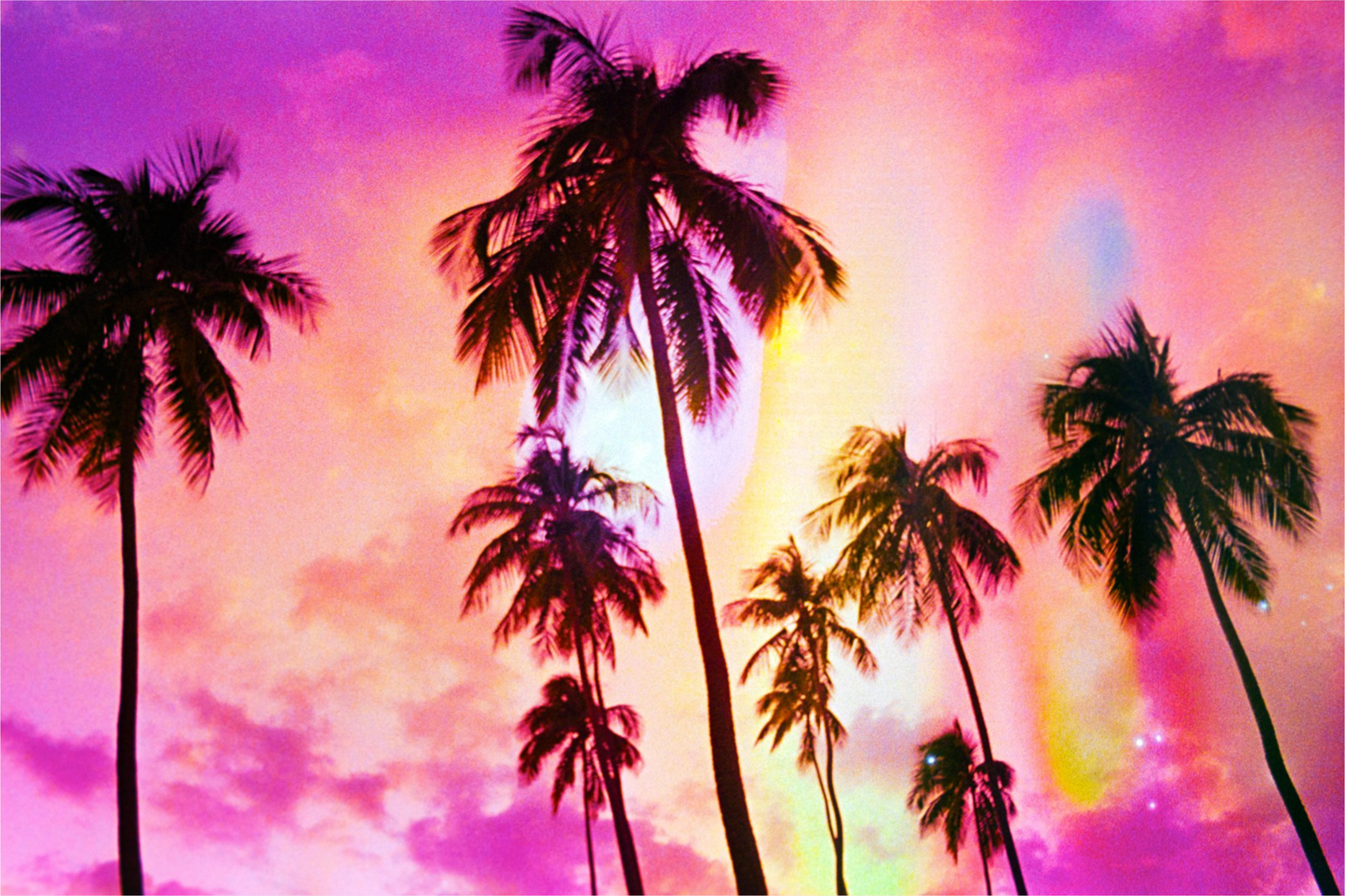 Pink Palm Dreams