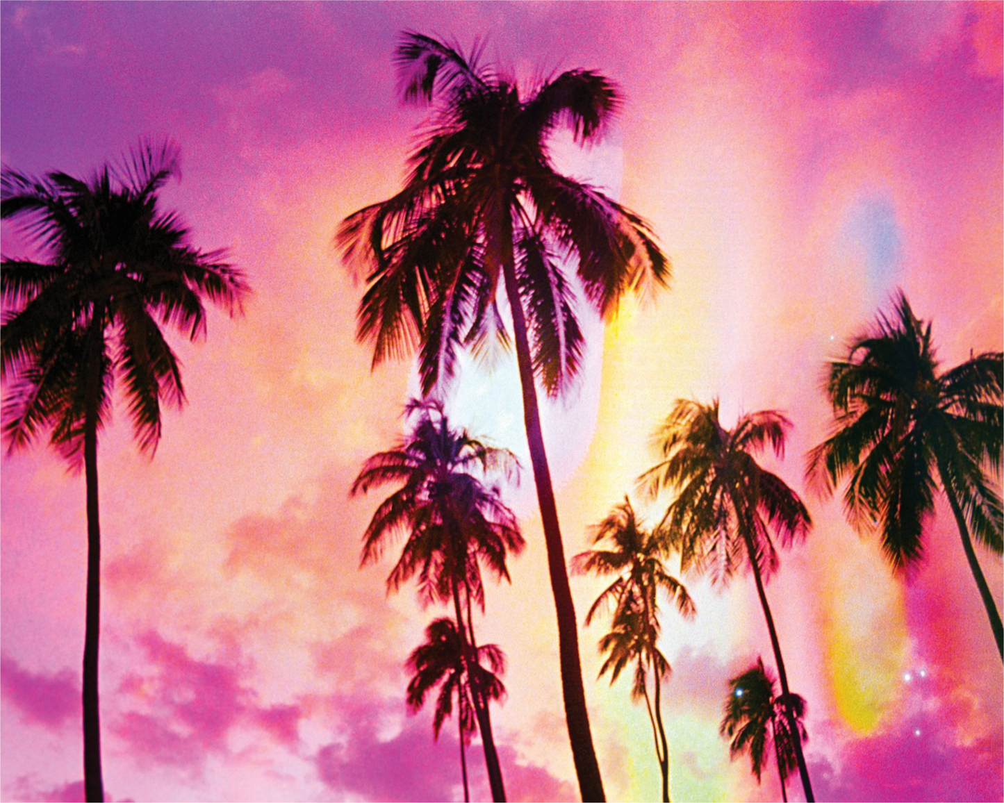 Pink Palm Dreams