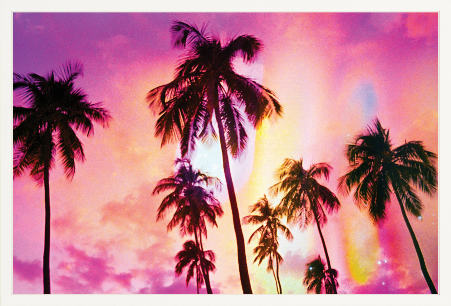 Pink Palm Dreams