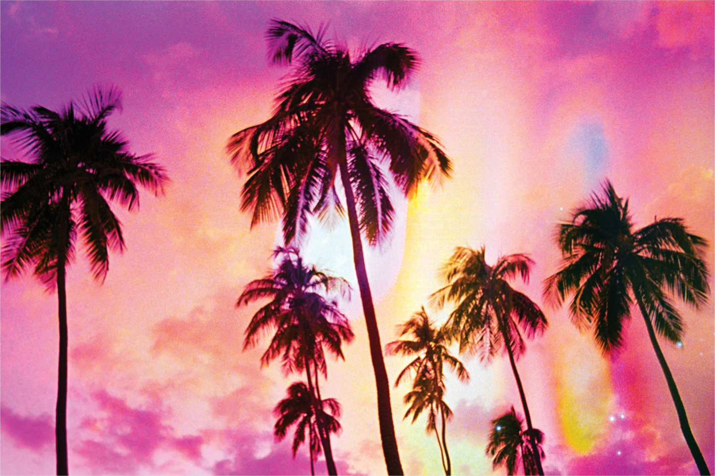 Pink Palm Dreams