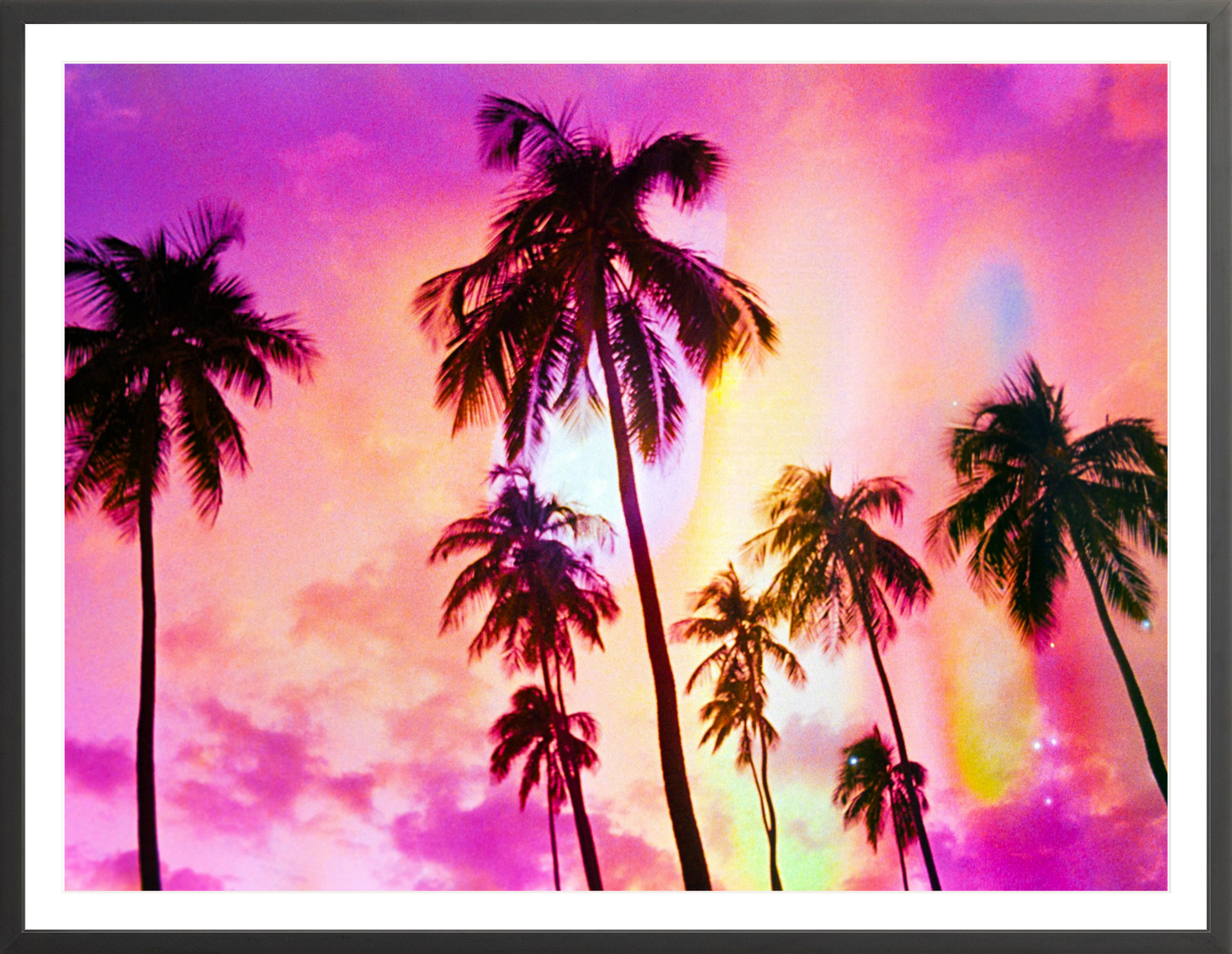 Pink Palm Dreams