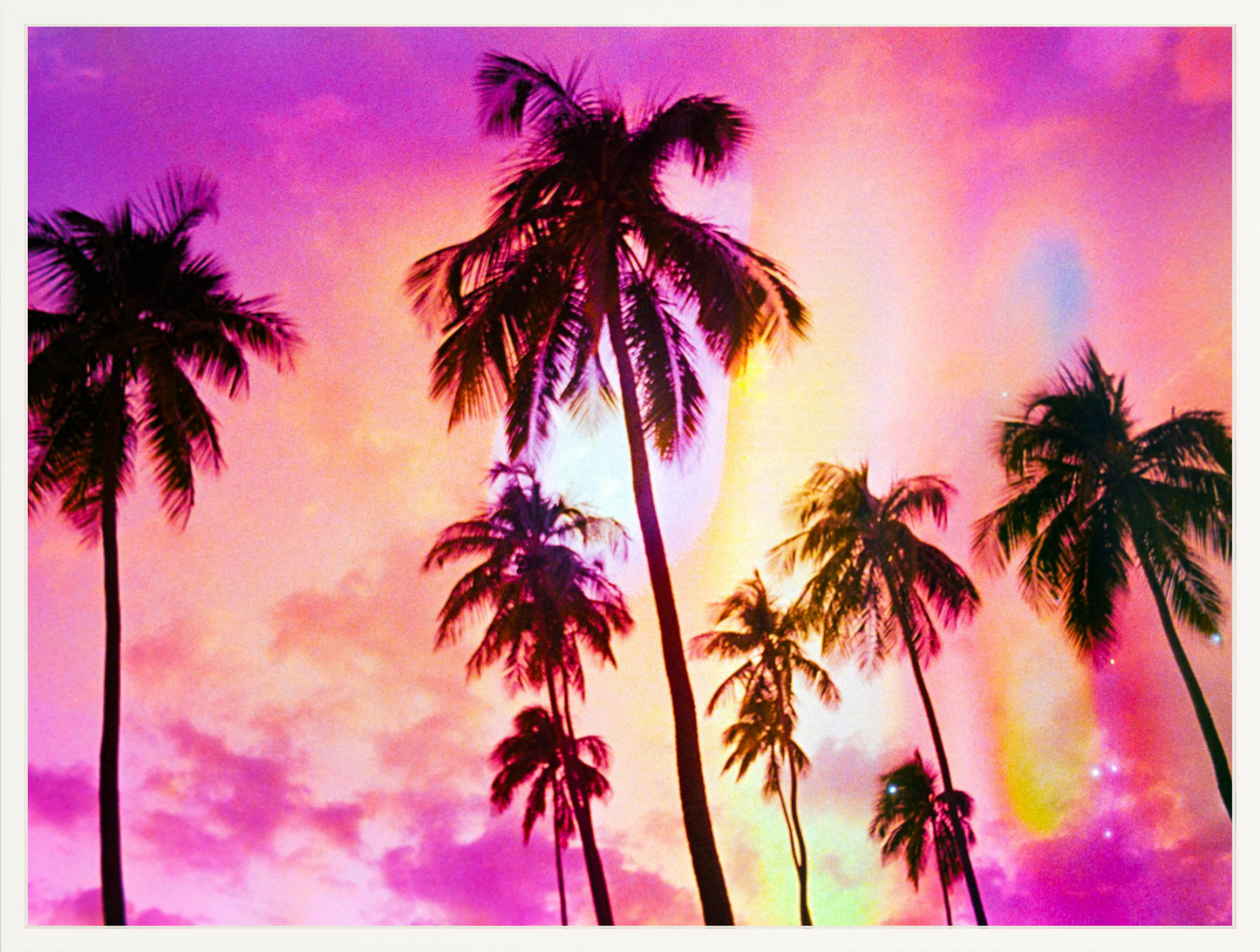 Pink Palm Dreams