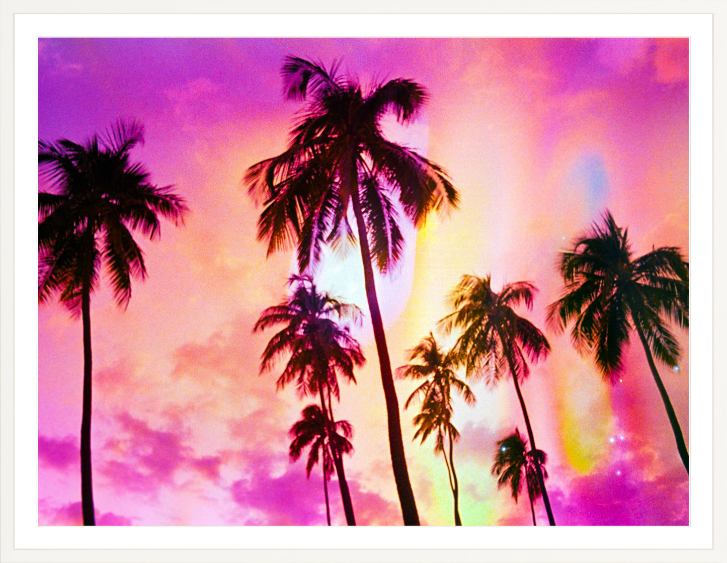 Pink Palm Dreams