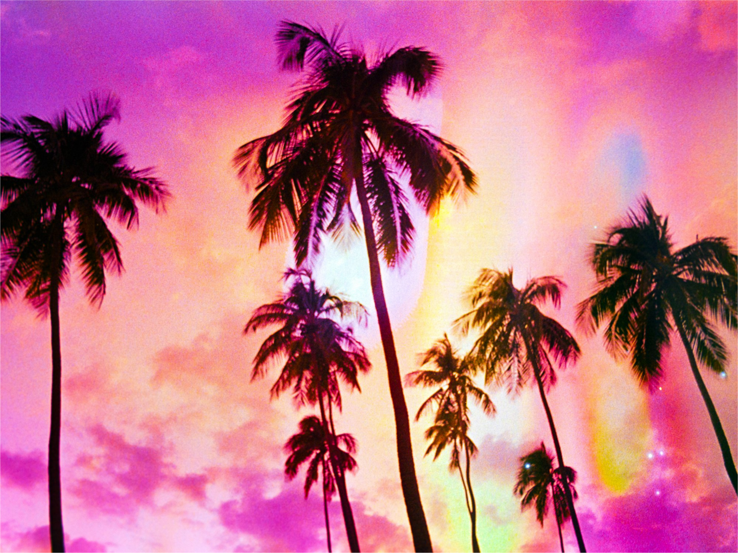 Pink Palm Dreams