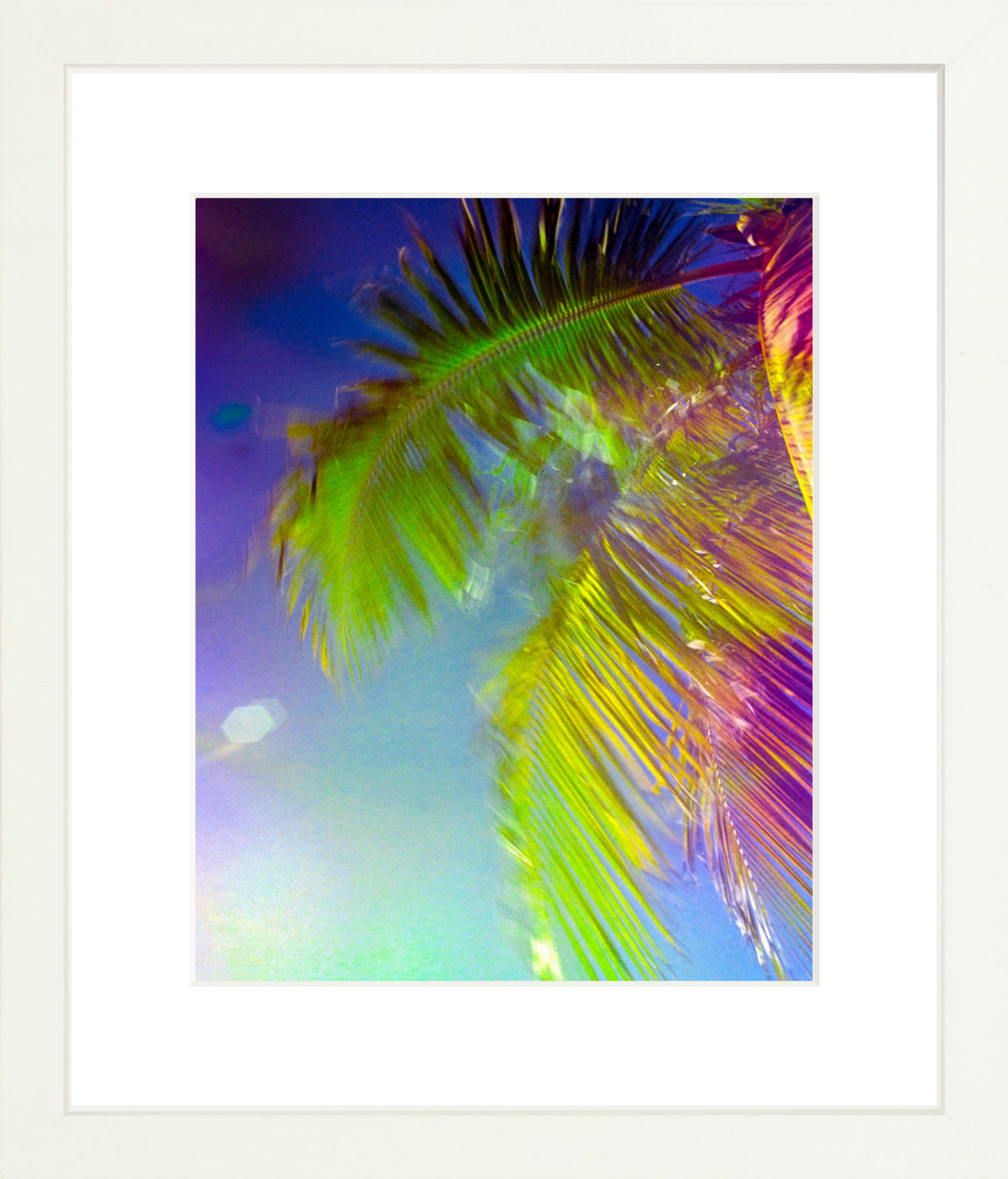 Rainbow Fronds