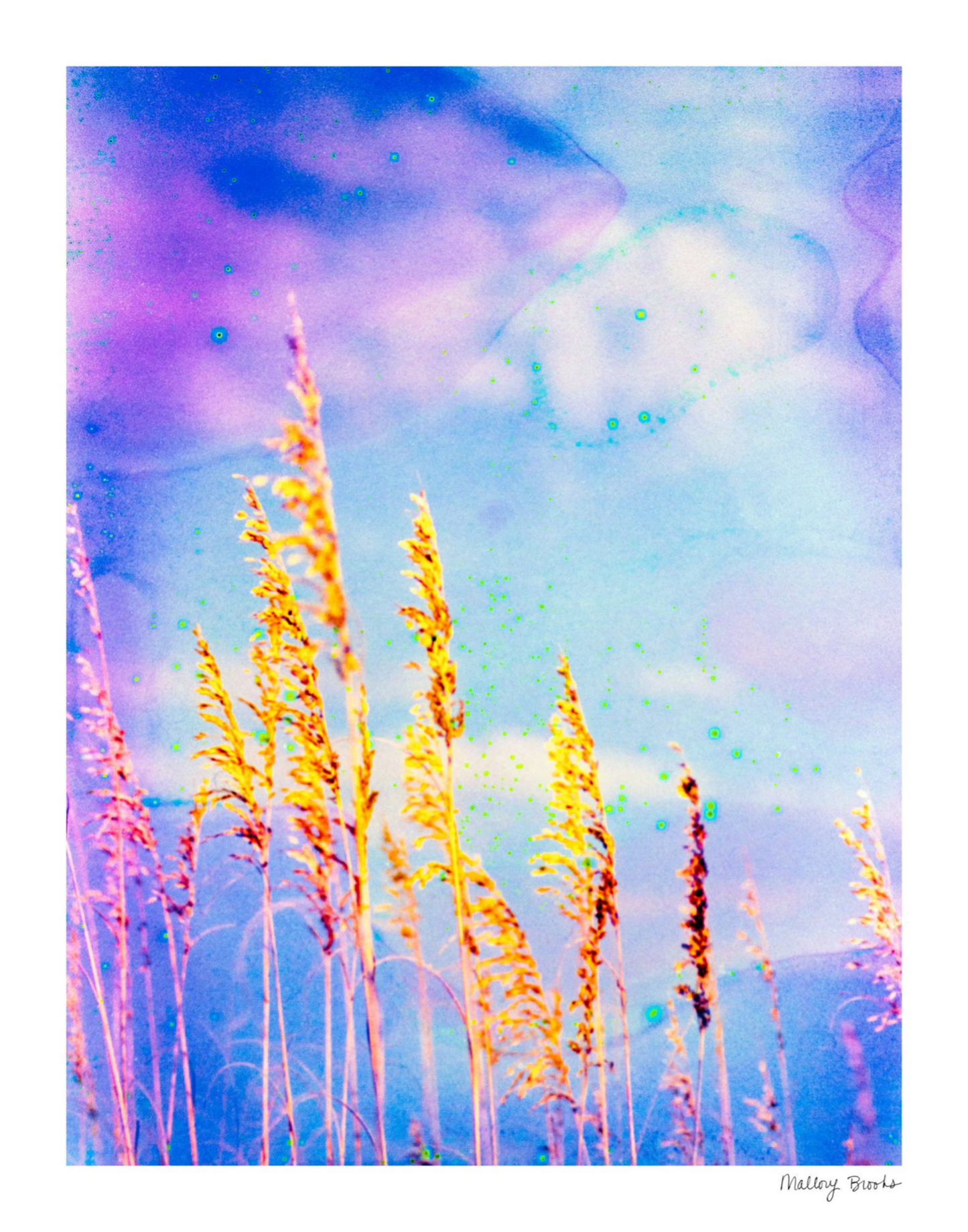 Sea Oat Blues