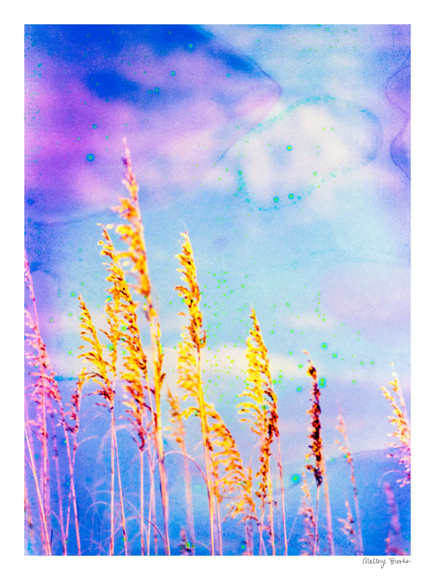 Sea Oat Blues