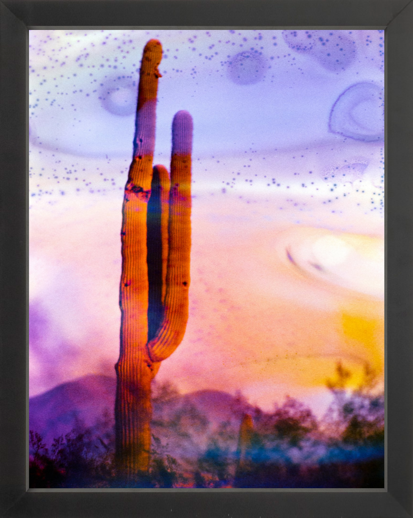 Solo Saguaro