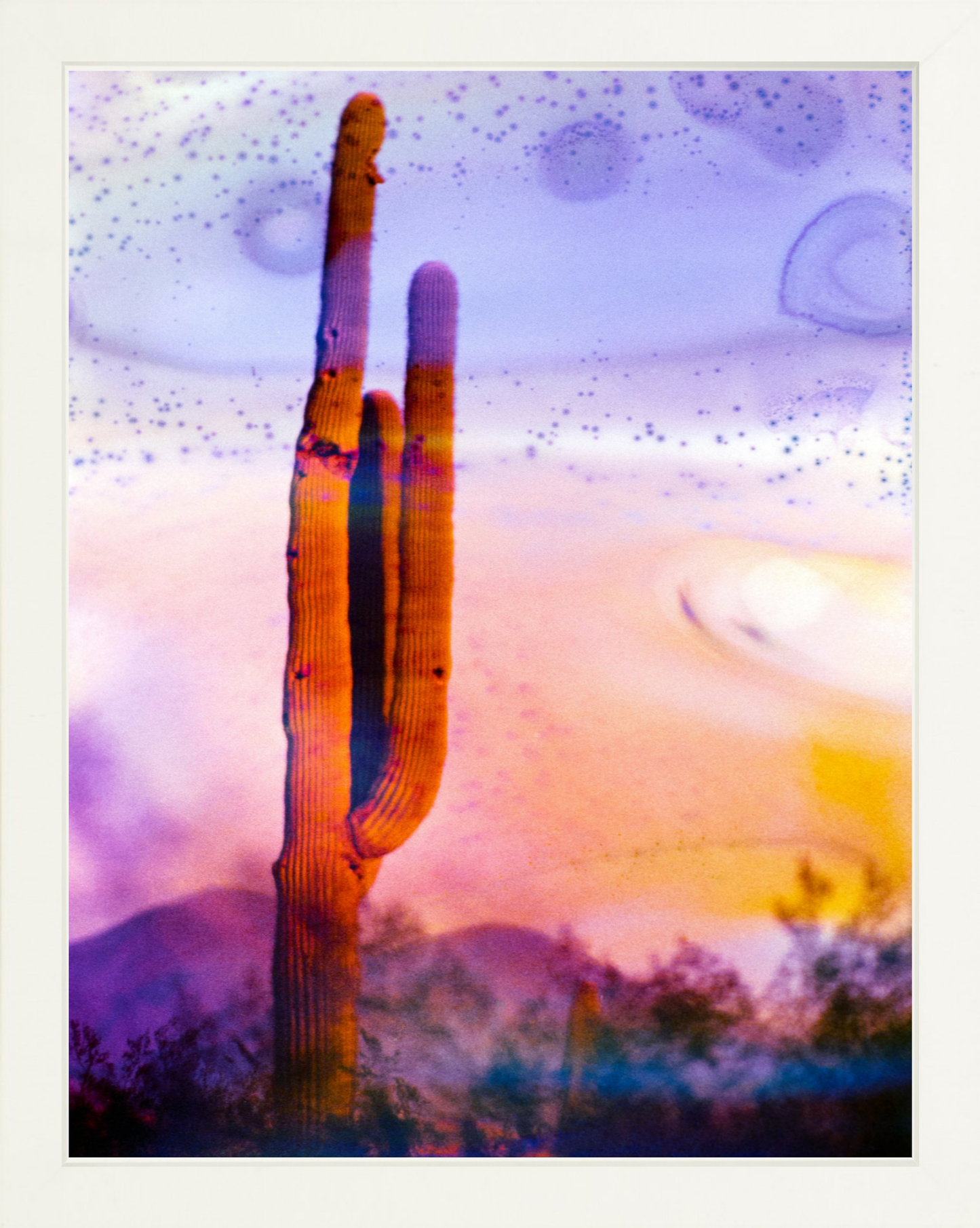 Solo Saguaro