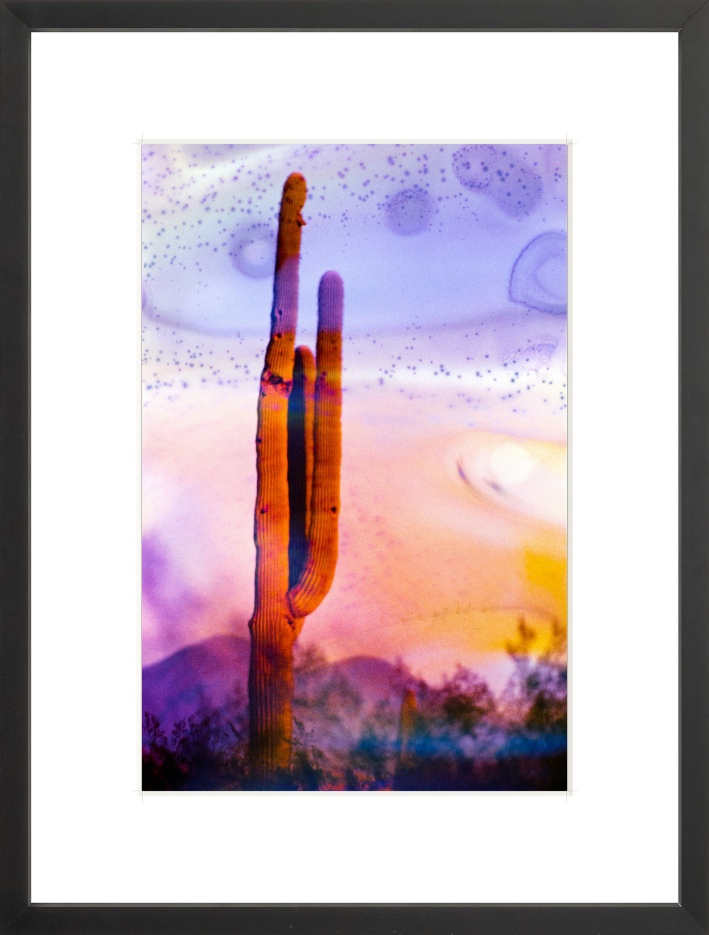 Solo Saguaro