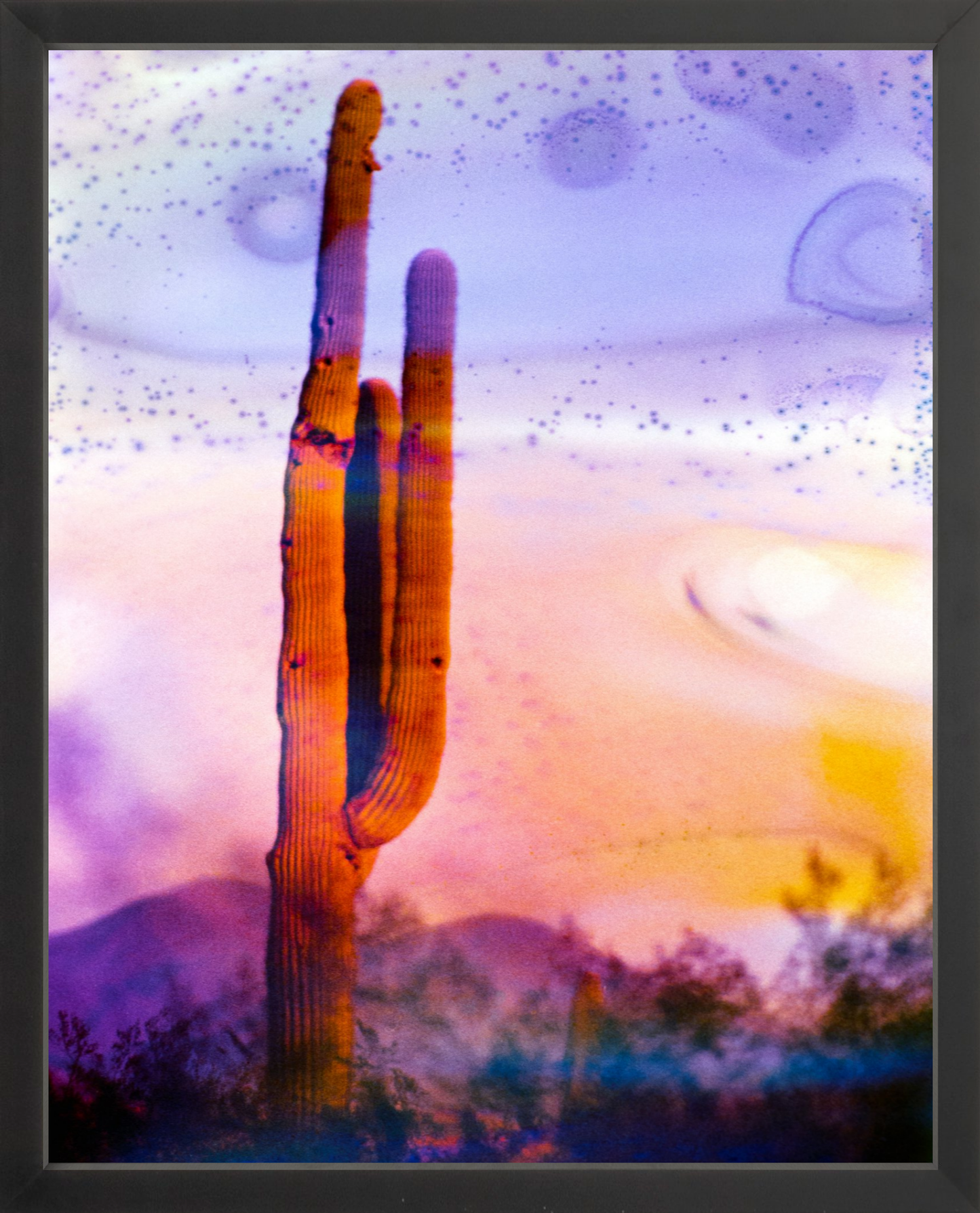 Solo Saguaro