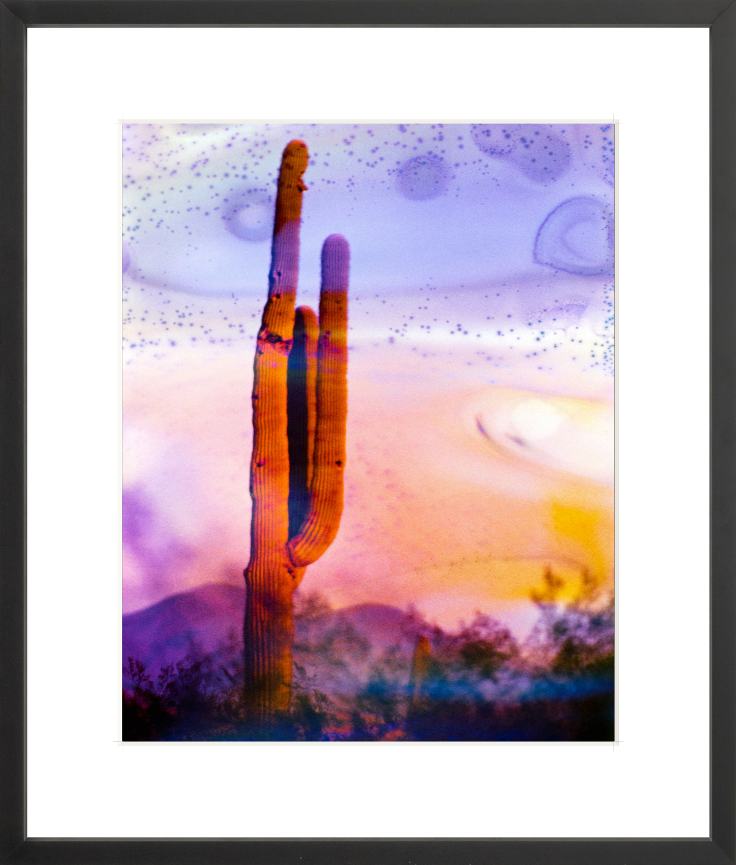 Solo Saguaro