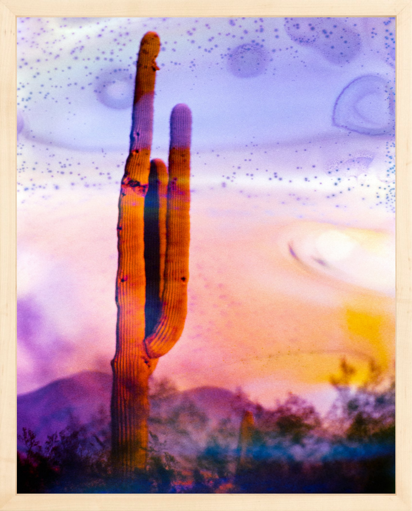 Solo Saguaro